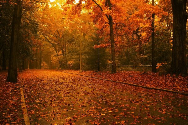 Abendlandschaft des Herbstwaldes und der Straße mit gefallenen gelben Blättern