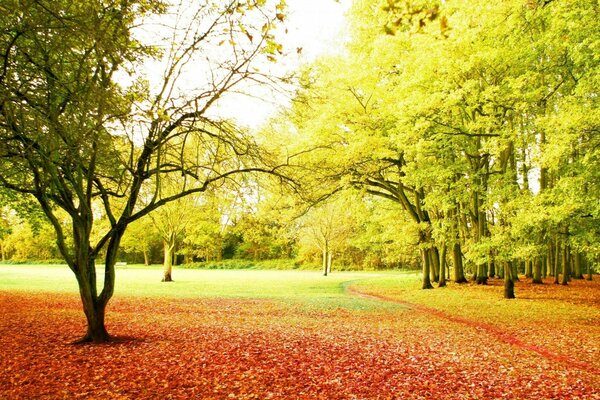 The path goes between the trees in the autumn forest