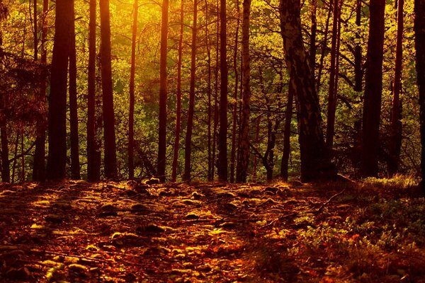 Rayons du soleil à travers les arbres en automne