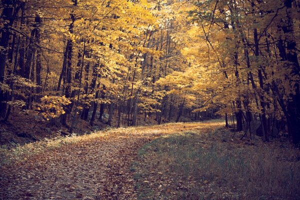 Herbstwald. die Straße ist mit Herbstlaub bedeckt