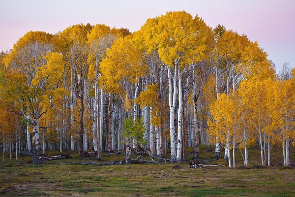 Autumn birch grove with golden dense crowns