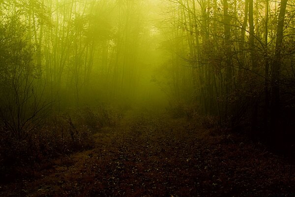 Landscape in a foggy forest in summer