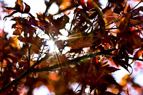 Die Sonnenstrahlen brechen durch die Äste von Bäumen mit Herbstlaub