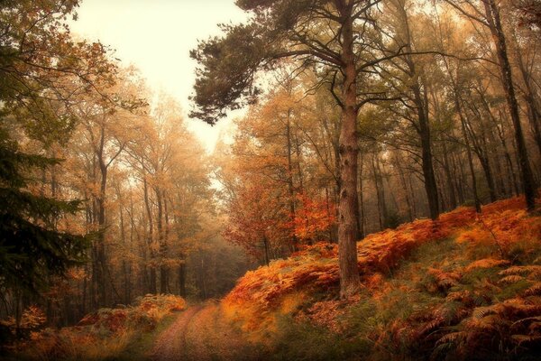 Paisaje de bosque de otoño en tiempo nublado