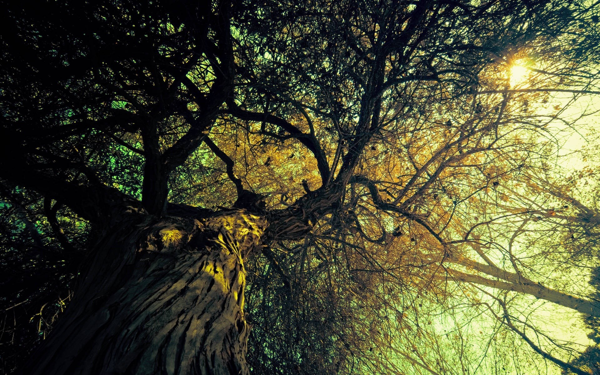 autumn tree landscape wood branch nature leaf park light fair weather sun environment fall dawn flora scenic backlit outdoors