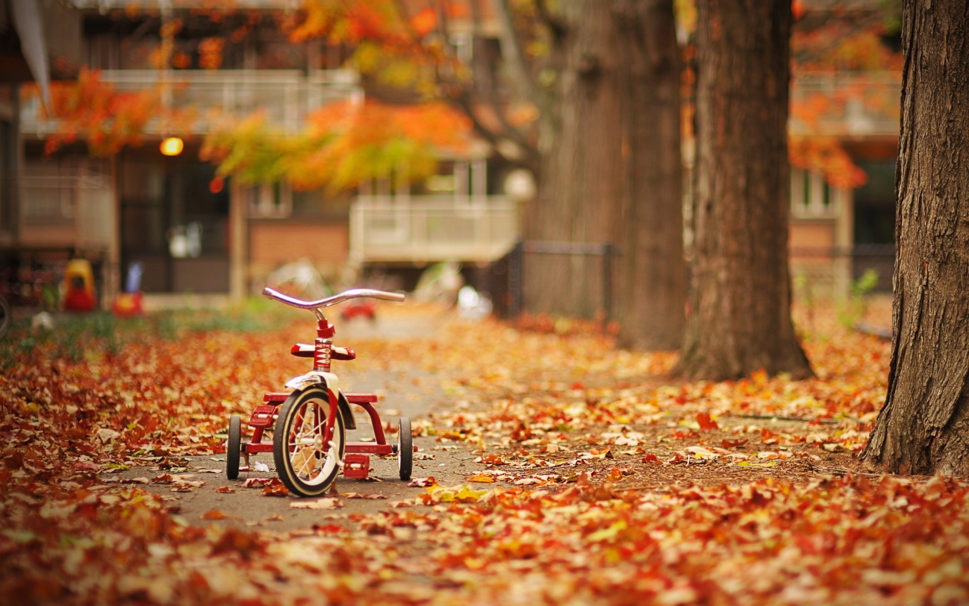 autunno autunno foglia legno natura albero stagione parco all aperto acero