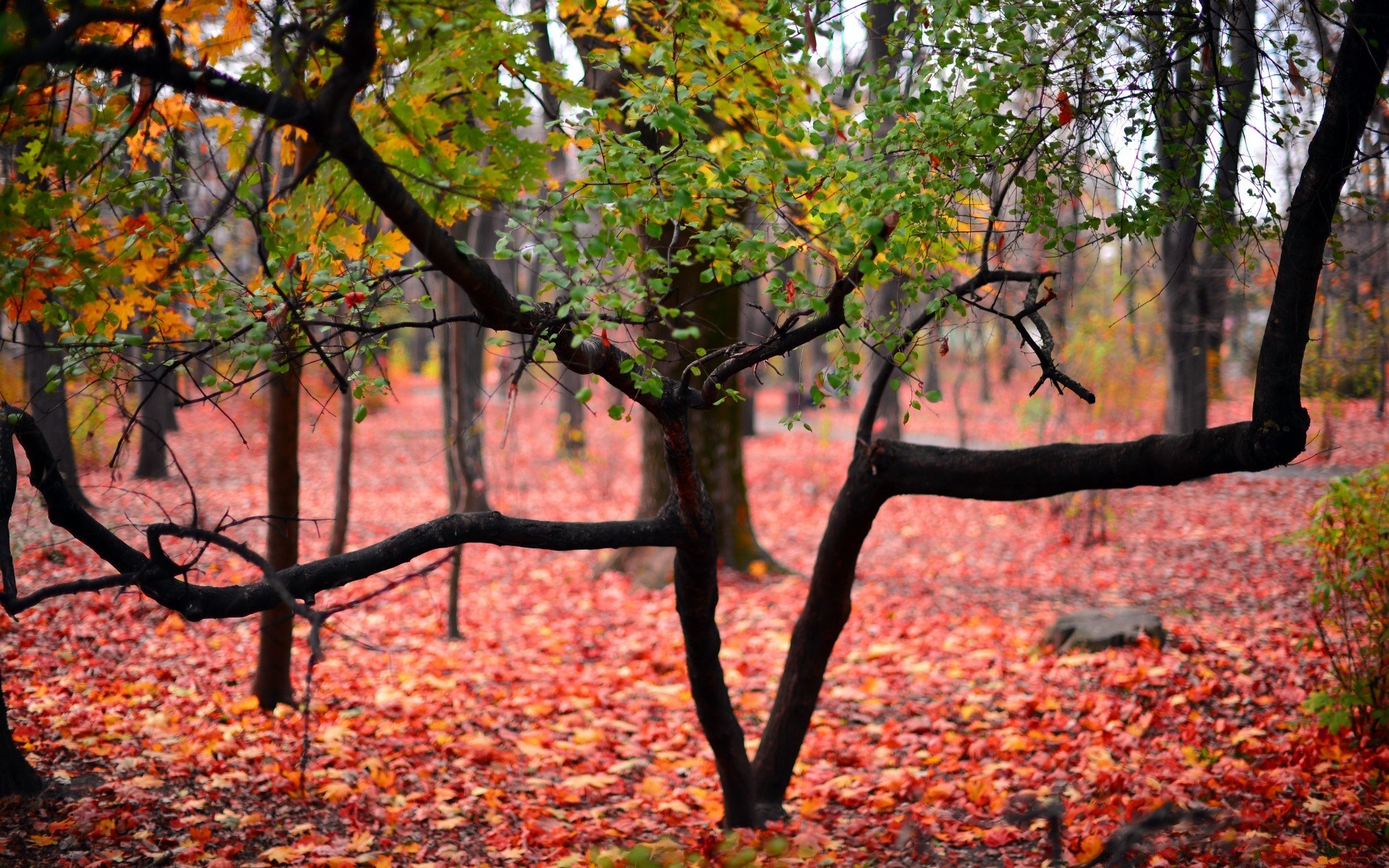 automne automne feuille arbre nature bois saison parc paysage érable à l extérieur branche beau temps environnement scénique flore soleil or luxuriant paysage lumineux