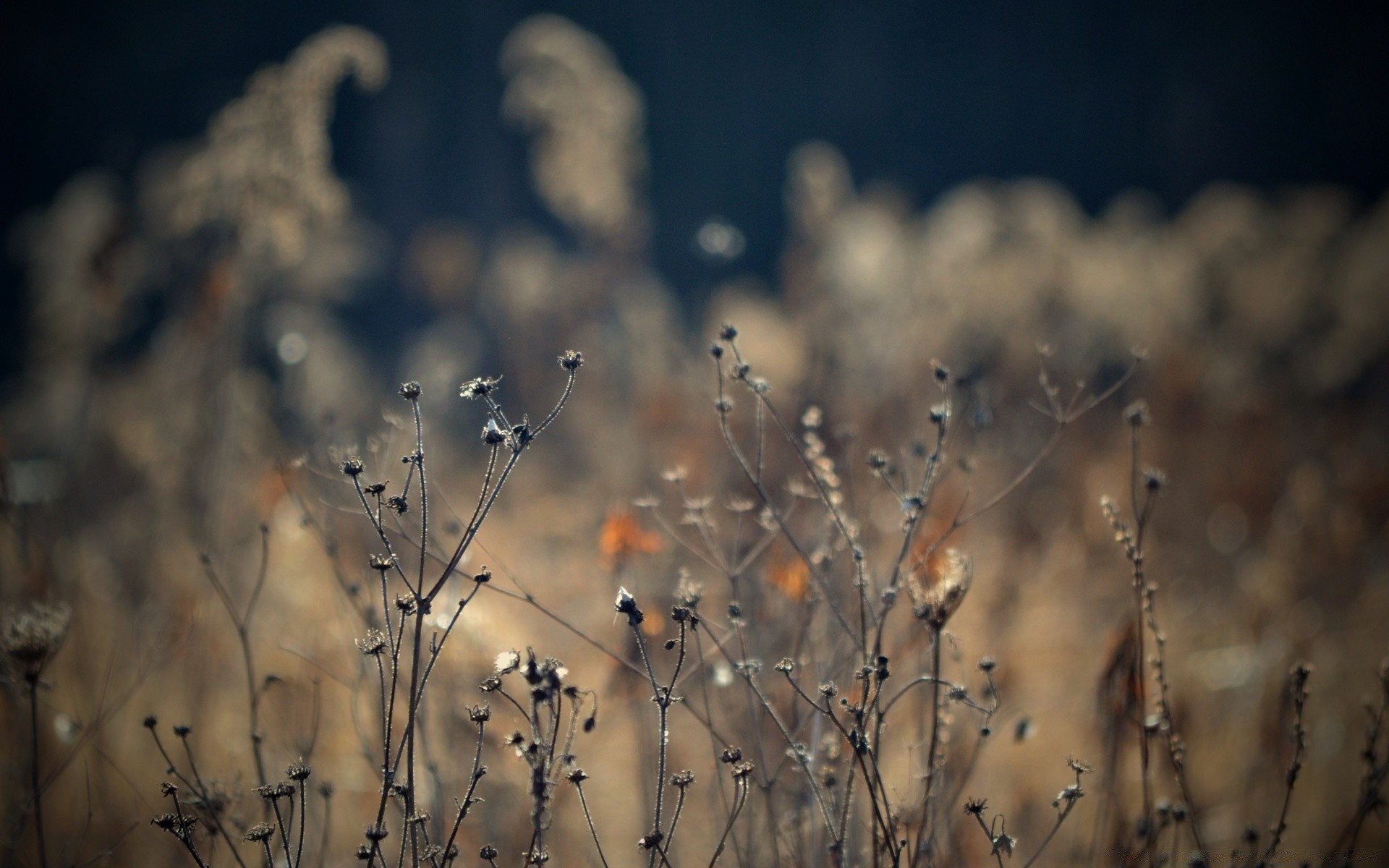 herbst natur dämmerung winter sonne blume schnee sonnenuntergang himmel landschaft licht im freien gutes wetter vogel gras