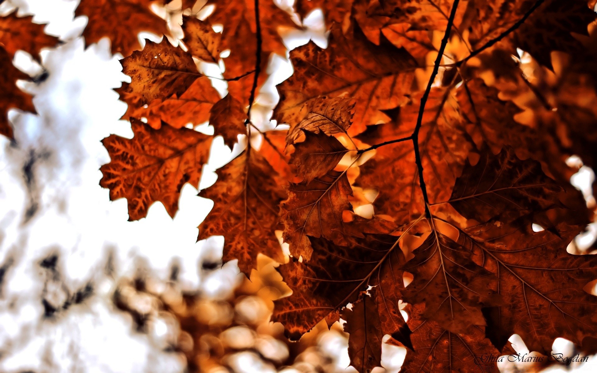 autumn fall leaf bright maple tree nature season wood outdoors flora winter light desktop color