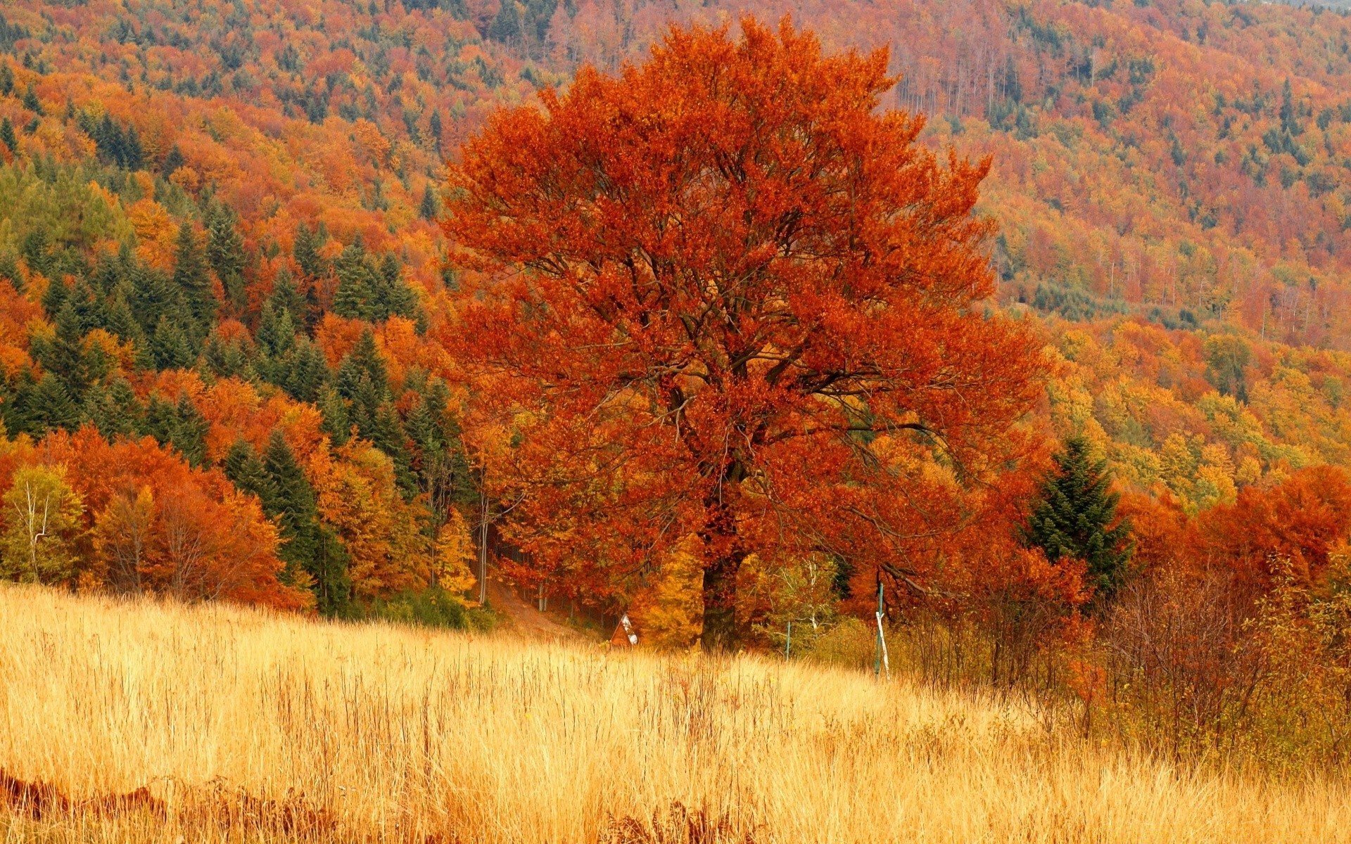 autumn fall tree landscape wood leaf nature outdoors scenic season environment park countryside scene scenery rural fair weather daylight