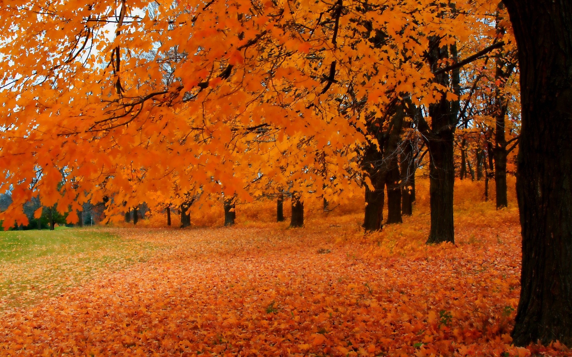 autumn fall tree leaf landscape park nature outdoors wood season gold maple scenic daylight color