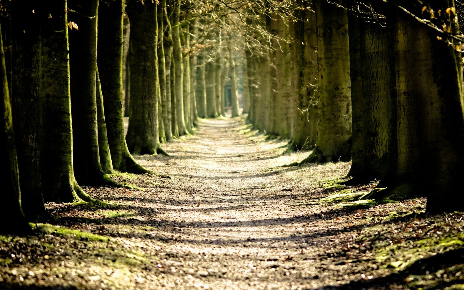 herbst holz holz natur landschaft licht blatt führer park zu fuß fußabdruck im freien schatten