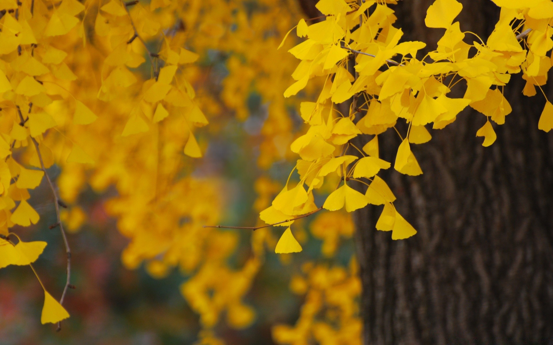 autumn leaf nature fall flora tree outdoors season bright color flower branch desktop growth gold environment fair weather garden