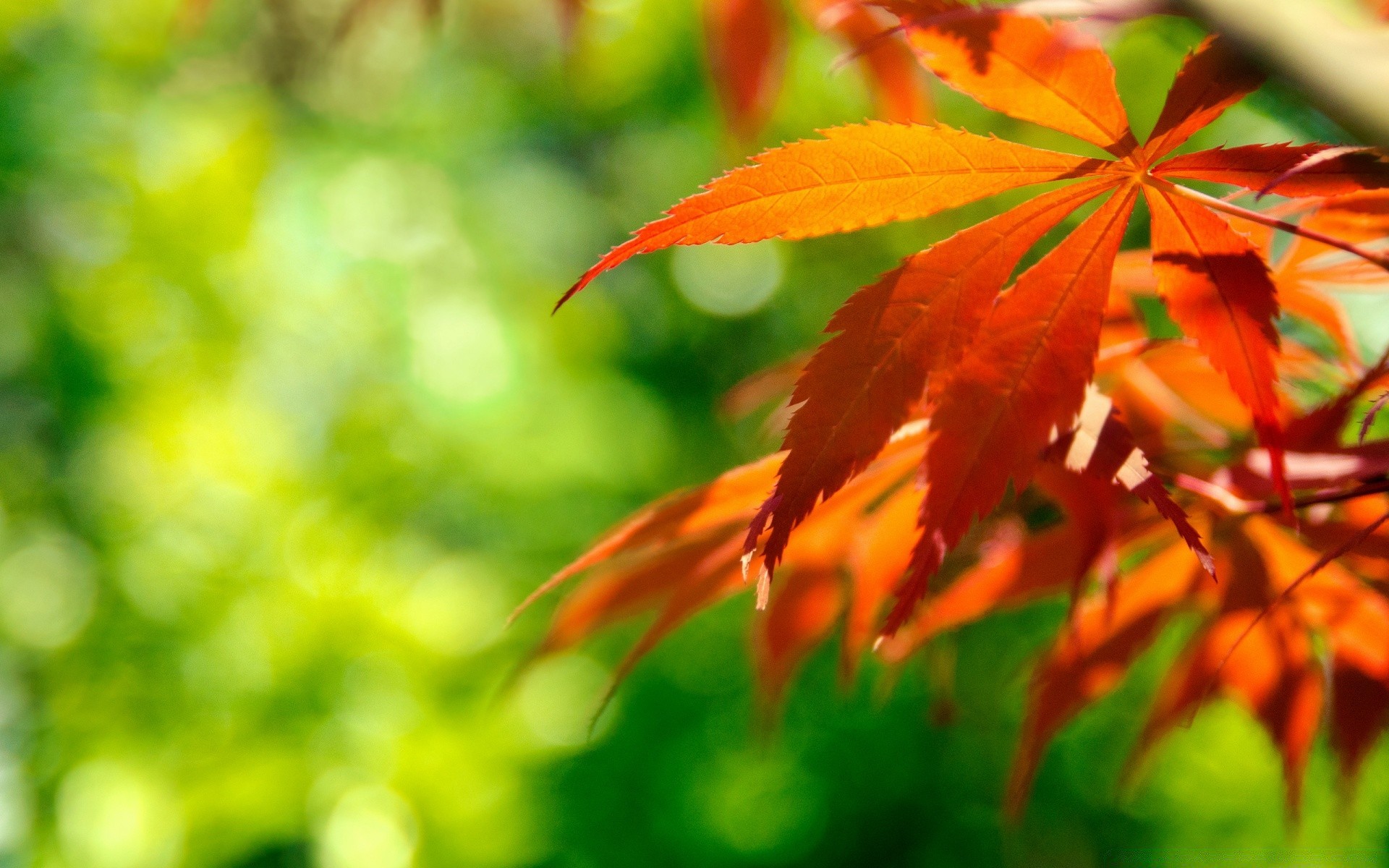 autumn leaf nature fall bright flora fair weather summer sun outdoors growth lush color tree season maple garden wood