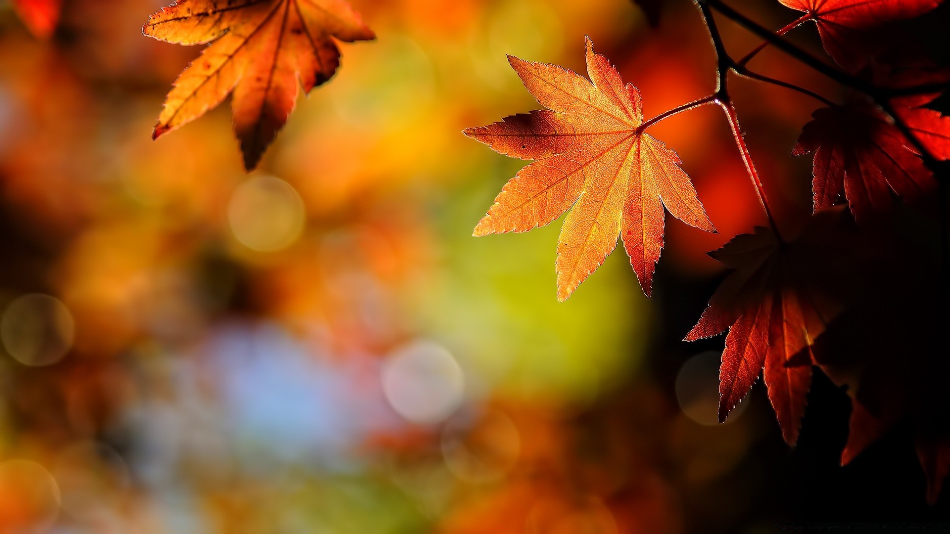 autumn fall leaf maple nature color bright flora tree blur light outdoors season wood gold change