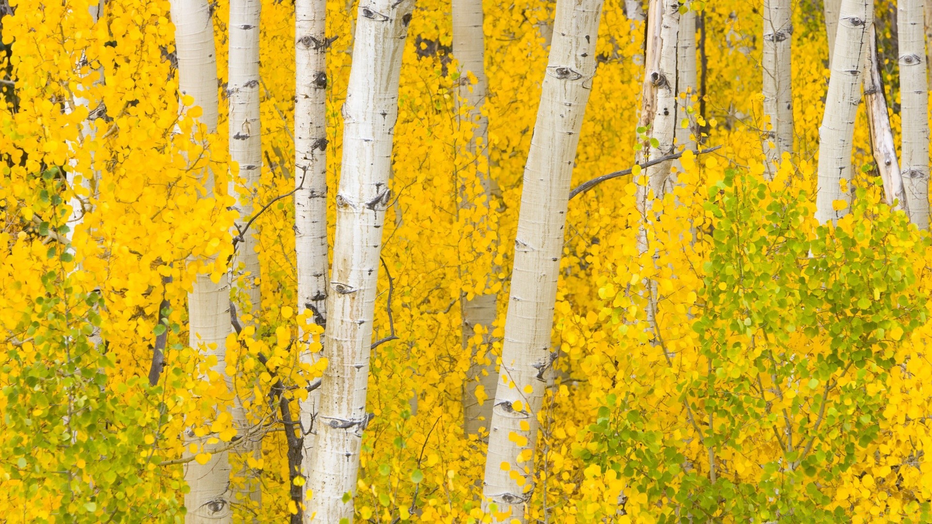 autunno autunno foglia legno natura rurale all aperto albero paesaggio luminoso stagione colore flora bel tempo campagna oro desktop crescita