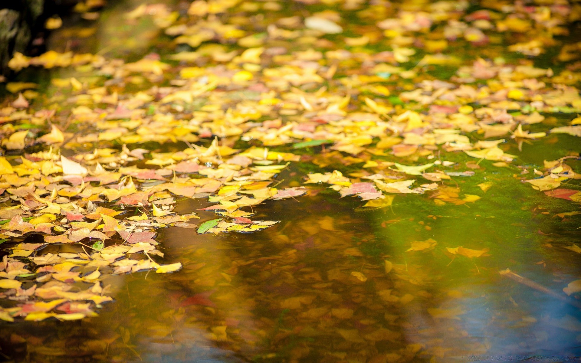 automne feuille nature automne bureau eau couleur piscine saison parc belle lumineux environnement extérieur jardin texture flore modèle