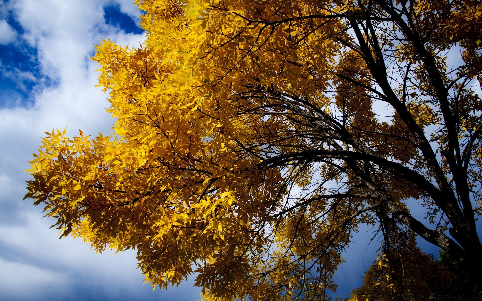 autumn tree fall leaf season wood branch nature landscape park bright gold fair weather maple environment outdoors scenic scene color flora