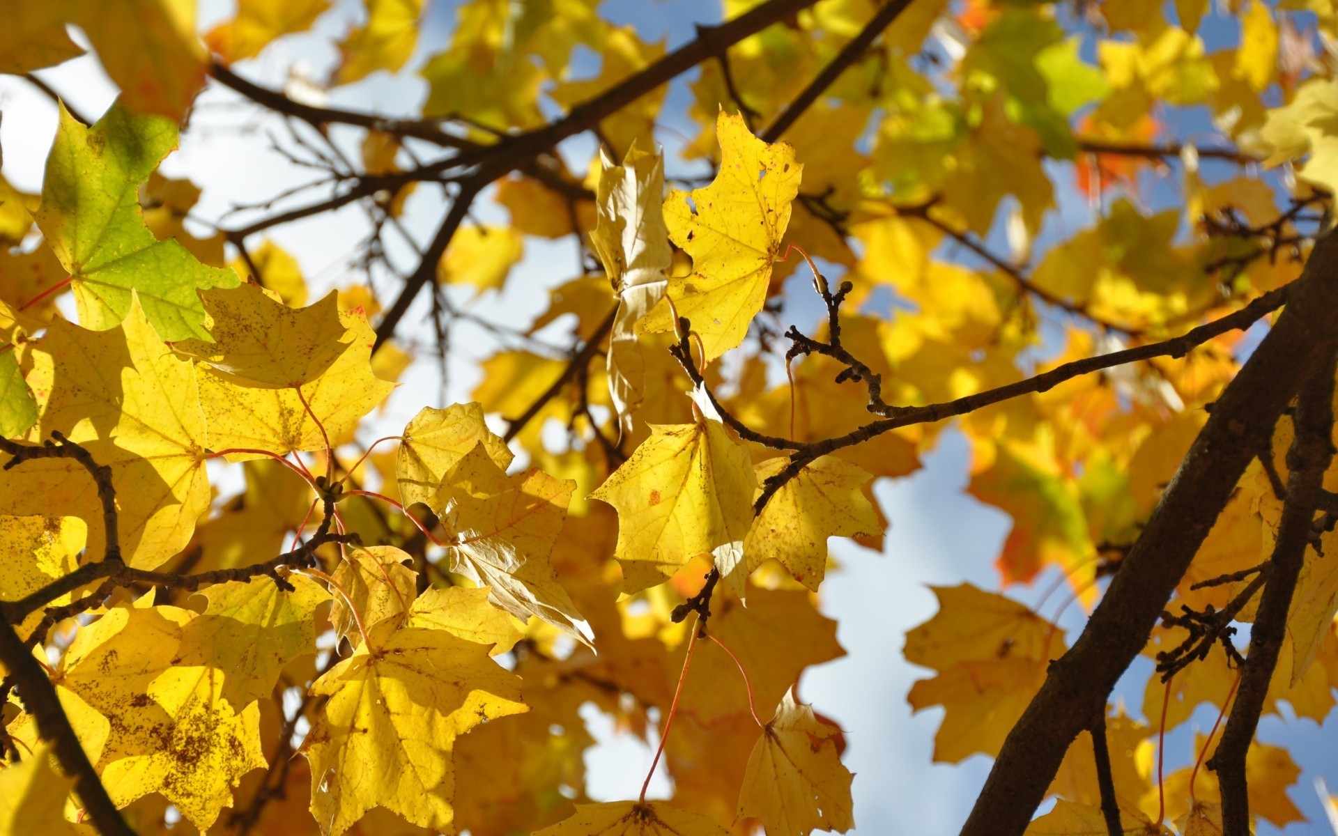 herbst blatt herbst baum saison natur zweig hell flora ahorn farbe gutes wetter park im freien gold wachstum medium sonne schließen