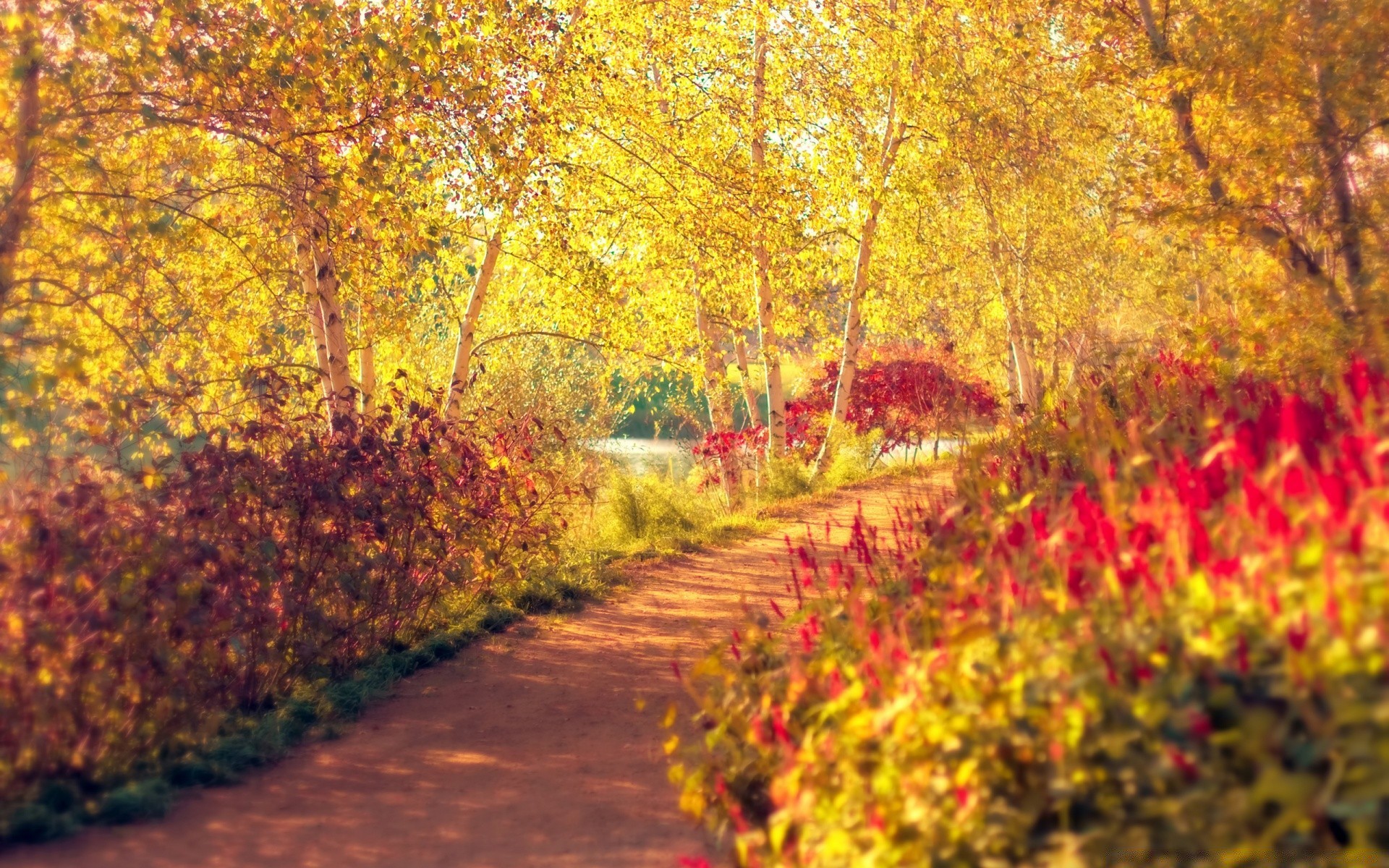 automne automne feuille saison arbre nature érable bois paysage parc lumineux branche or flore couleur à l extérieur beau temps rural scène paysage scénique