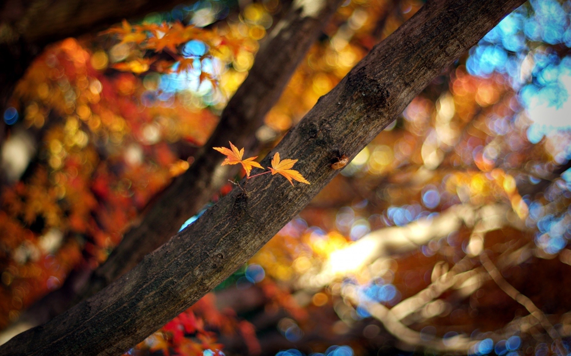 automne automne feuille or arbre flou érable couleur bois lumineux chaleur noël parc résumé