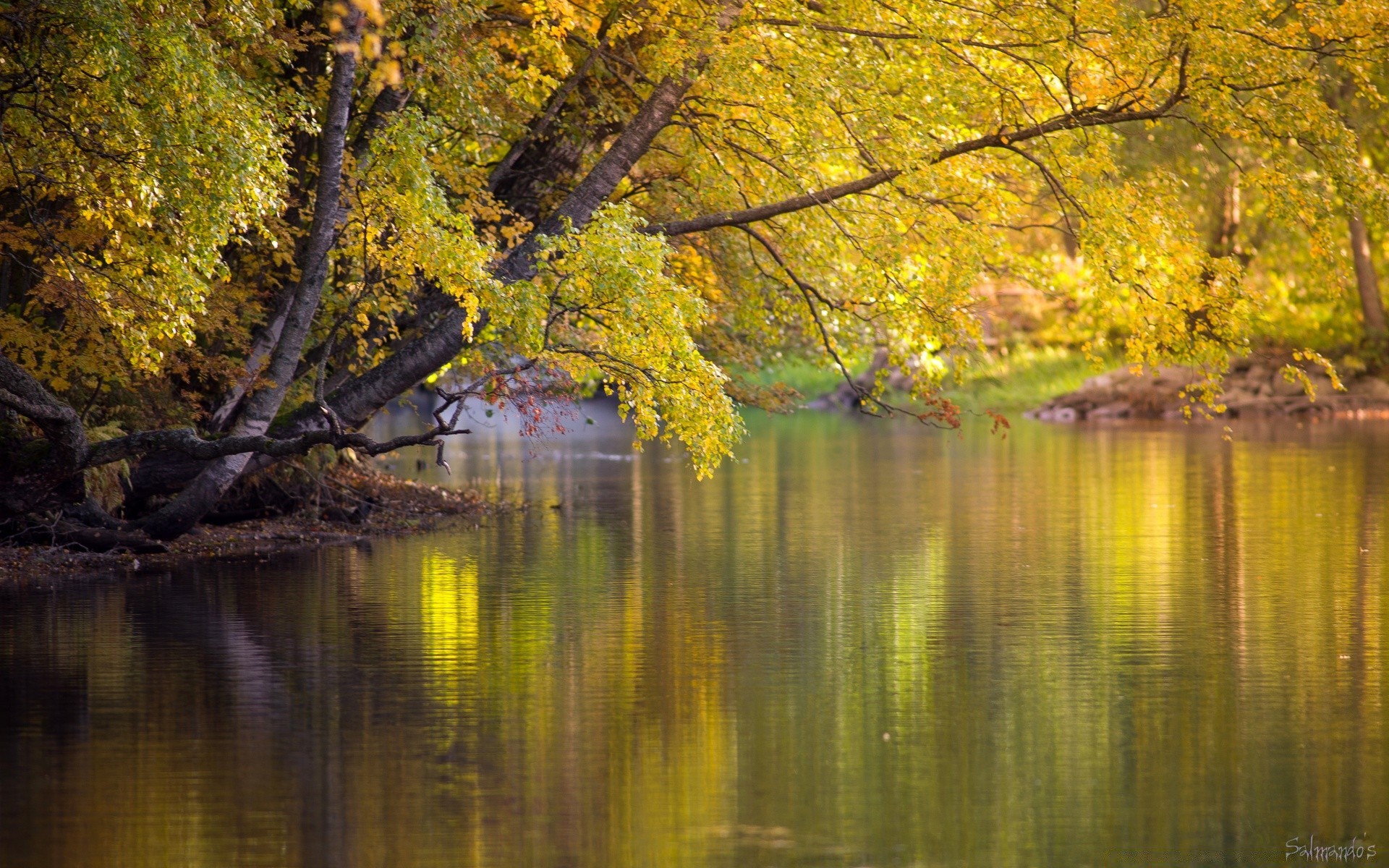 outono outono árvore folha madeira natureza paisagem temporada parque água lago cênica reflexão paisagens maple ao ar livre brilhante ouro cor compostura