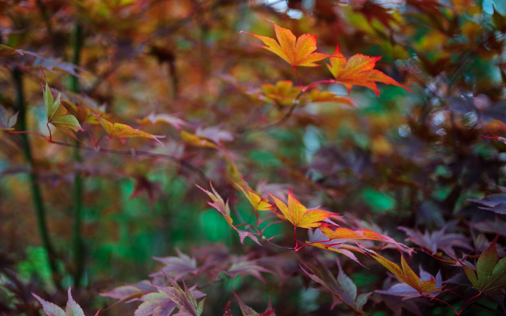 autumn leaf fall nature flora season color wood garden outdoors bright park tree maple growth flower desktop light environment