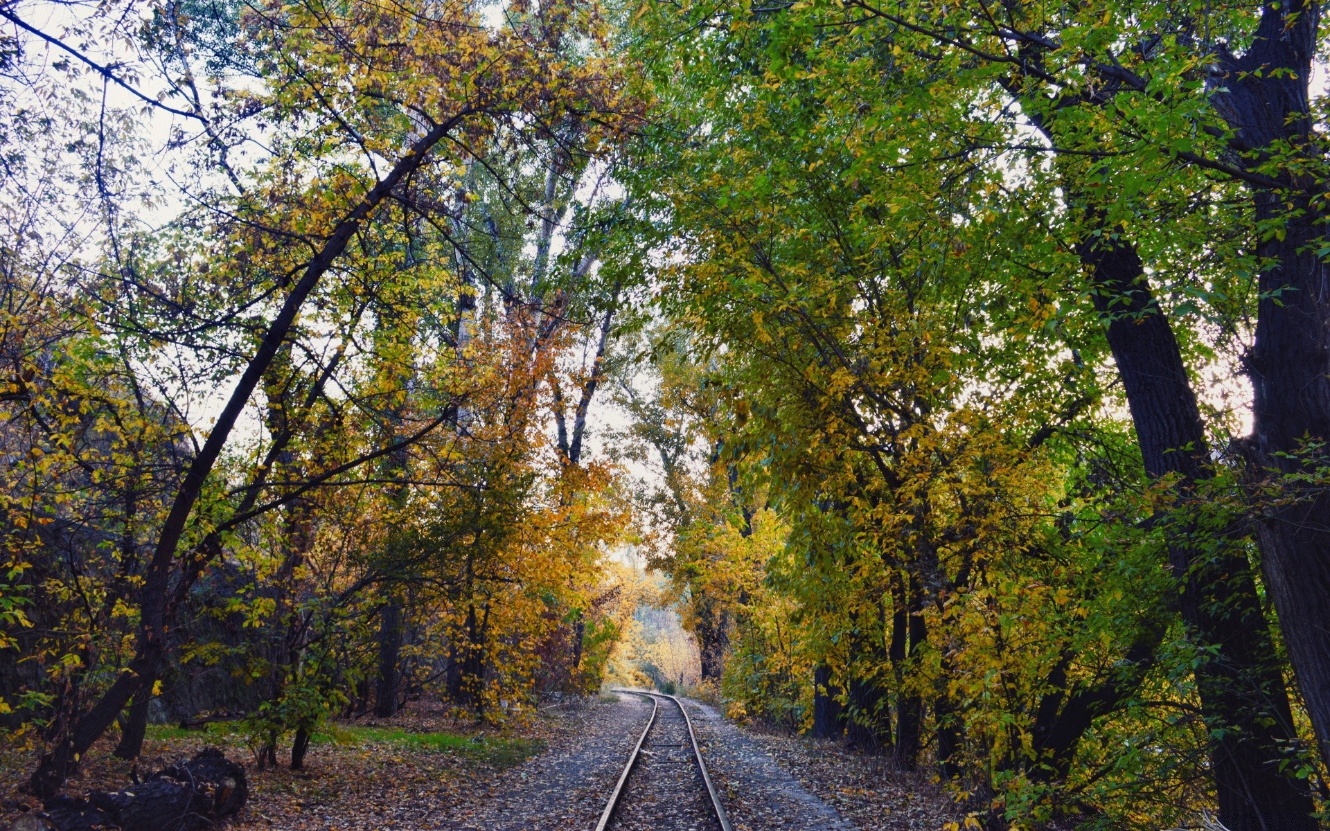 autumn wood leaf tree fall landscape nature guidance outdoors road scenic park season scenery daylight rural travel countryside fair weather environment