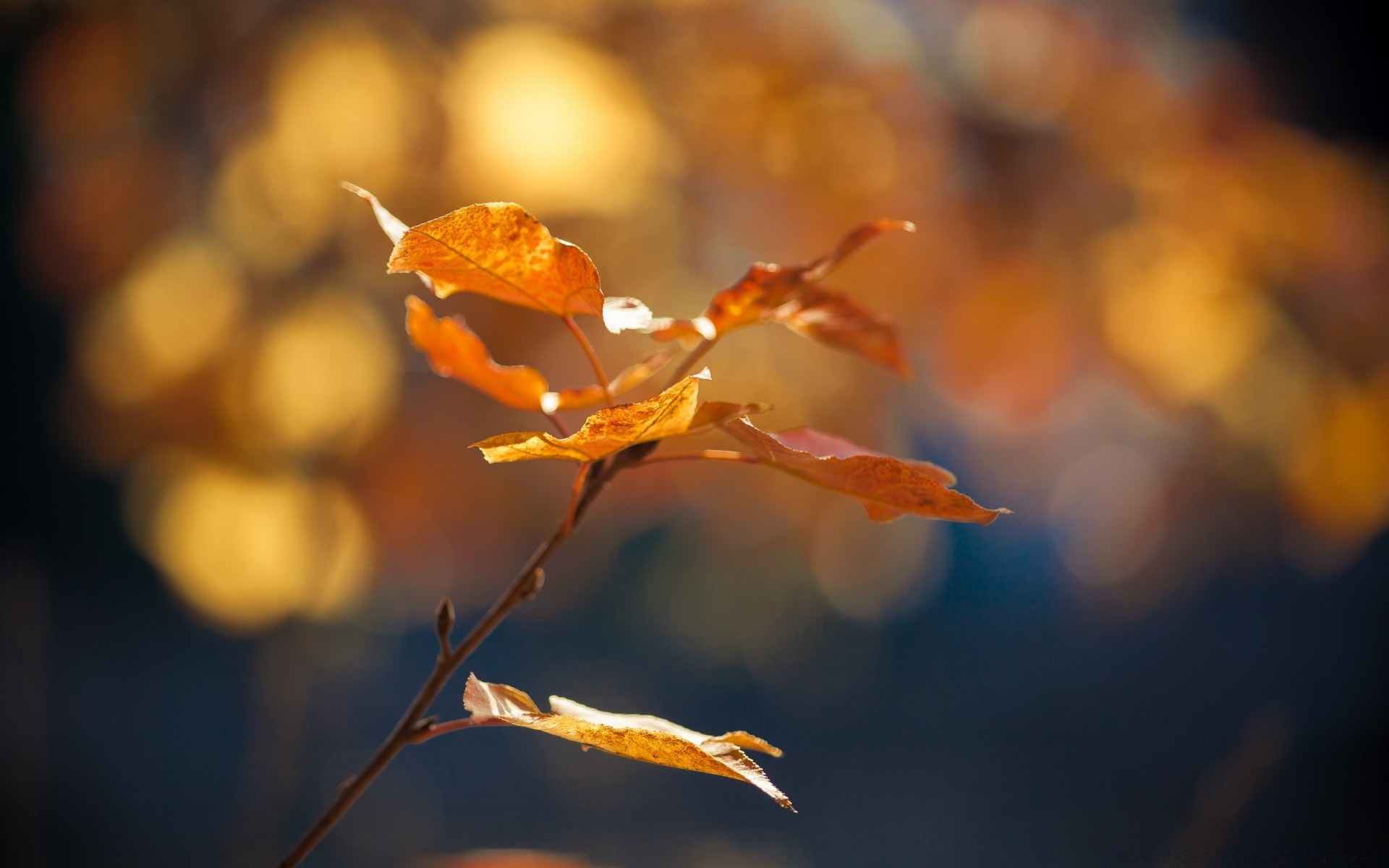 automne automne feuille flou nature à l extérieur arbre fleur flore lumière or couleur dof