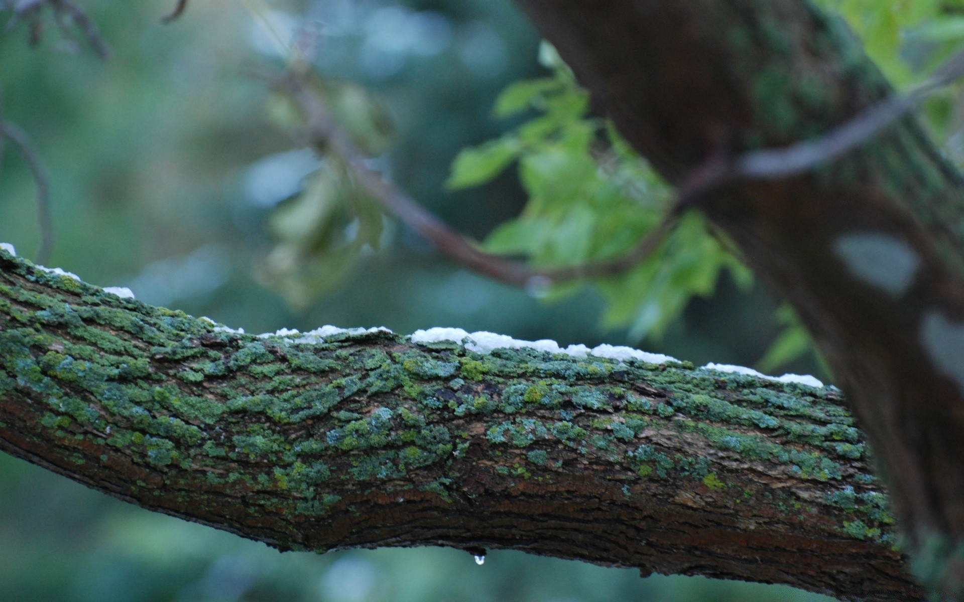 jesień drzewo natura drewno na zewnątrz zbliżenie środowisko liść park bagażnik ogród oddział kolor pulpit ptak flora obok kora przyroda światło dzienne