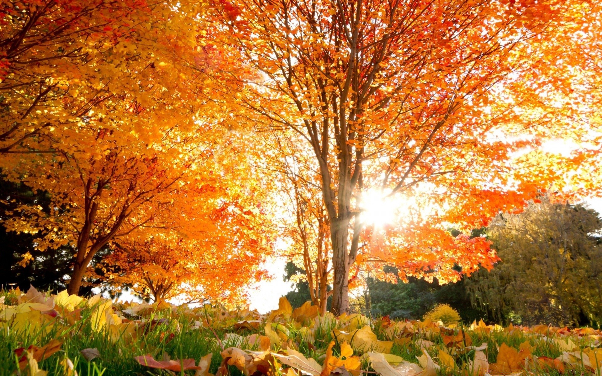 herbst herbst blatt holz ahorn saison park landschaft natur holz landschaftlich gold im freien gutes wetter hell filiale