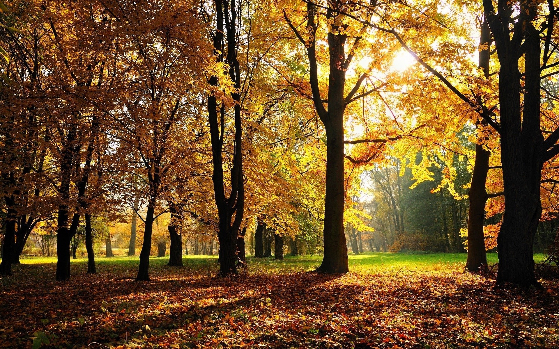 sonbahar sonbahar yaprak ağaç park sezon akçaağaç ahşap manzara rehberlik manzara doğa sokak patika sahne doğal altın şube güzel hava cadde ortamlar