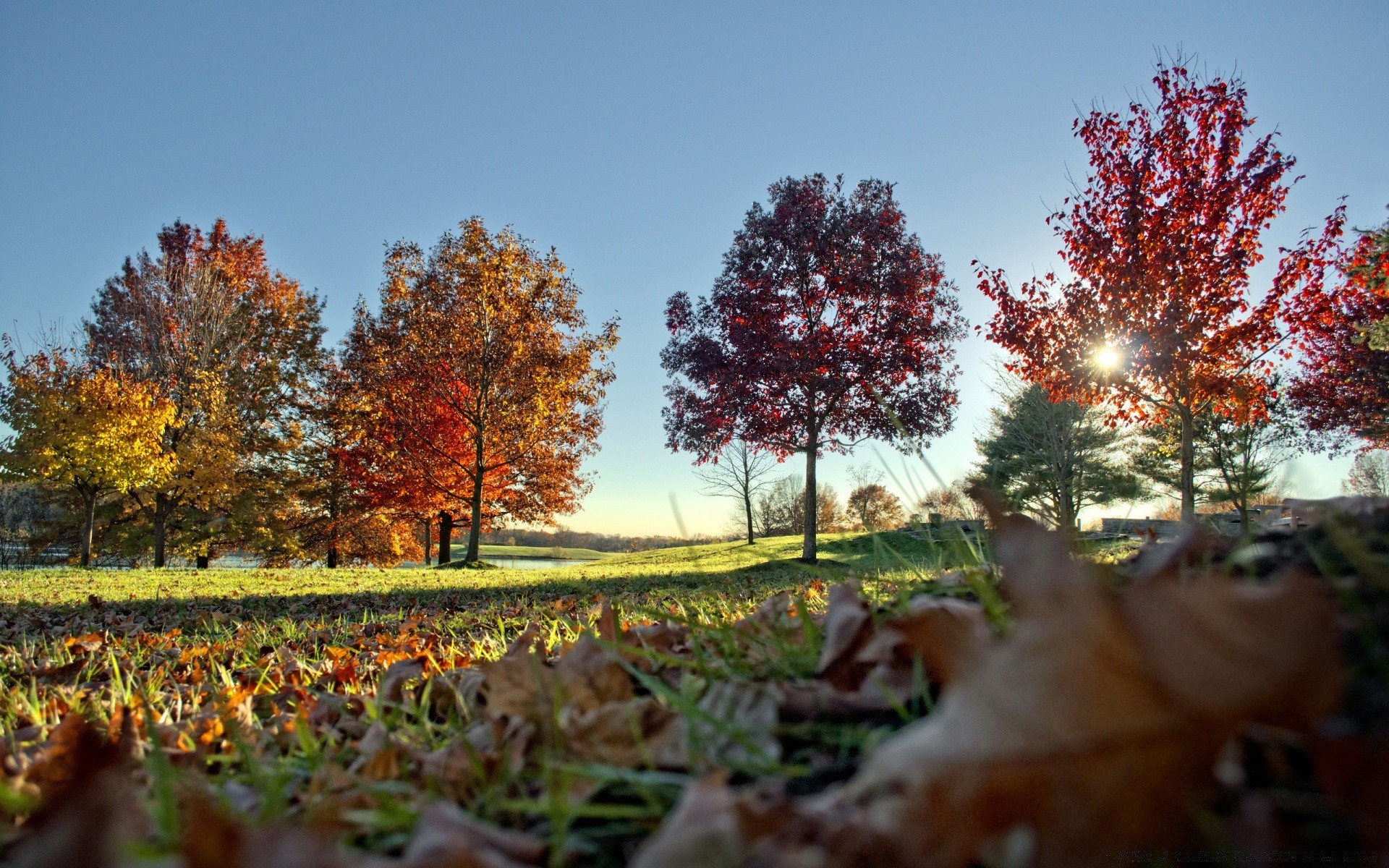 automne arbre automne feuille paysage saison nature érable bois extérieur parc couleur campagne branche environnement scénique scène or ciel beau temps