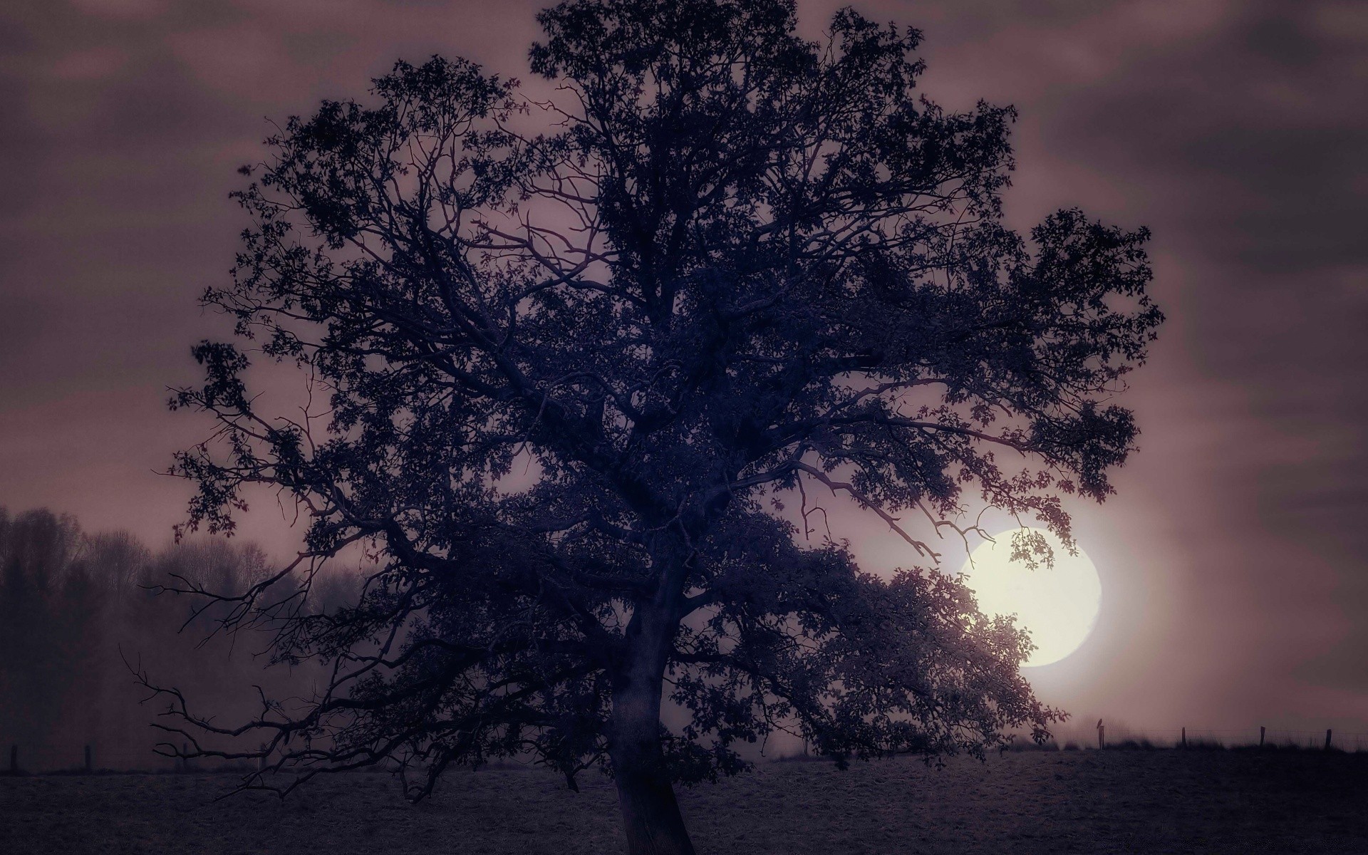 autumn tree dawn landscape sunset silhouette sun backlit fog wood nature mist alone sky evening weather branch fair weather light