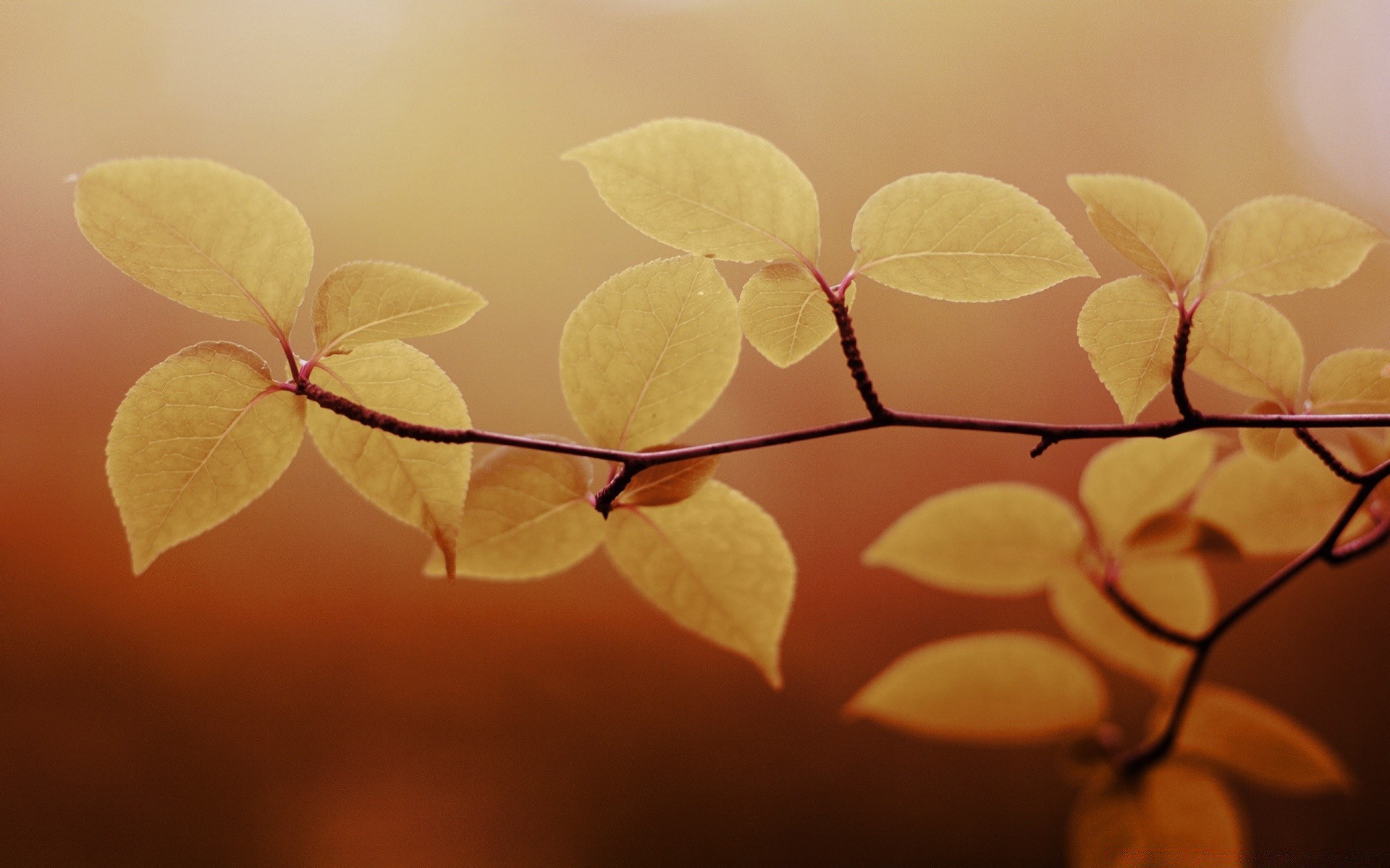 herbst blatt herbst natur zweig flora blume wachstum baum farbe licht desktop