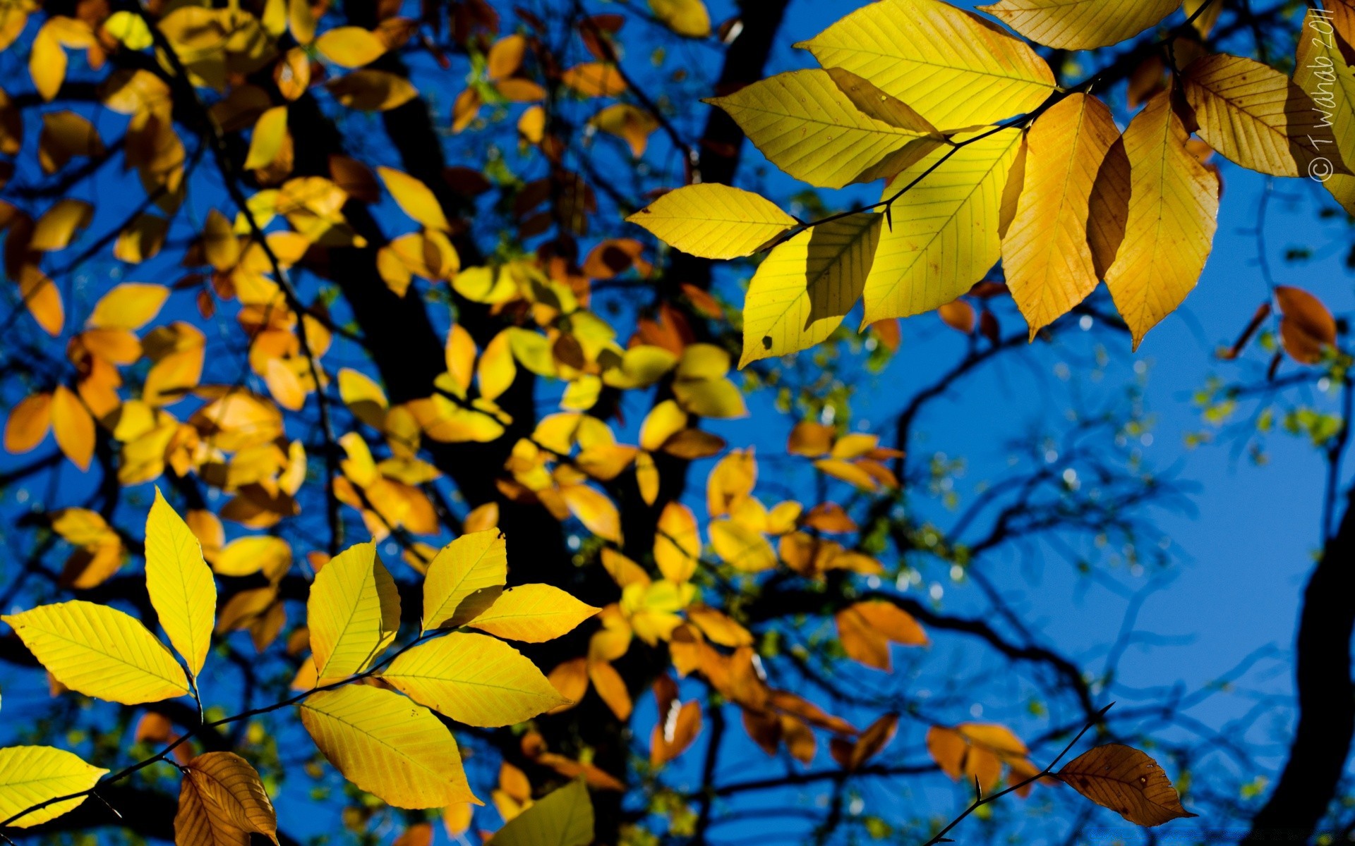 otoño hoja otoño árbol naturaleza brillante temporada flora madera al aire libre rama color buen tiempo parque luz oro abstracto arce crecimiento escritorio