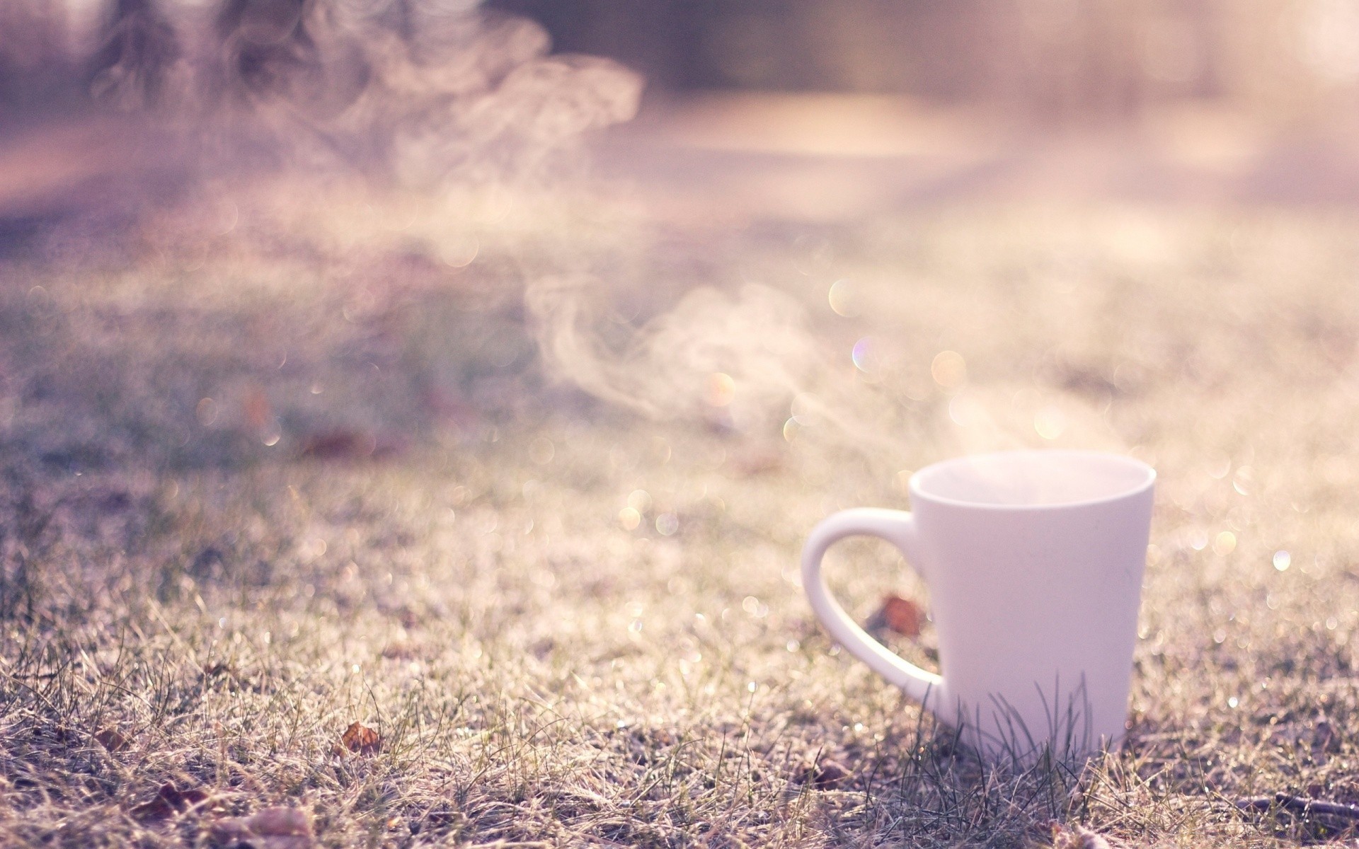 herbst dämmerung heiß natur trinken kaffee desktop sommer tasse essen farbe