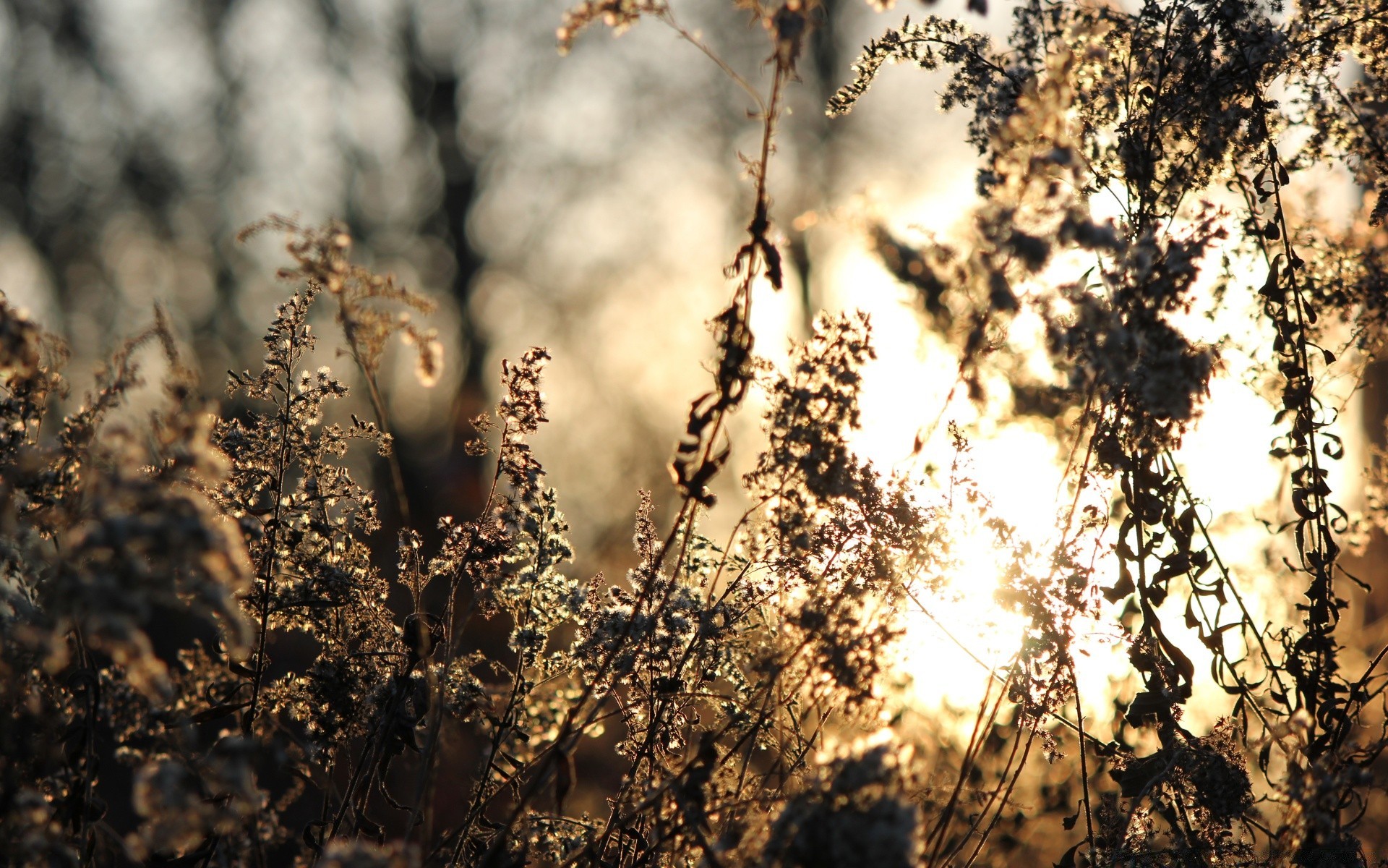 autumn nature outdoors tree dry frost wood winter desktop fair weather