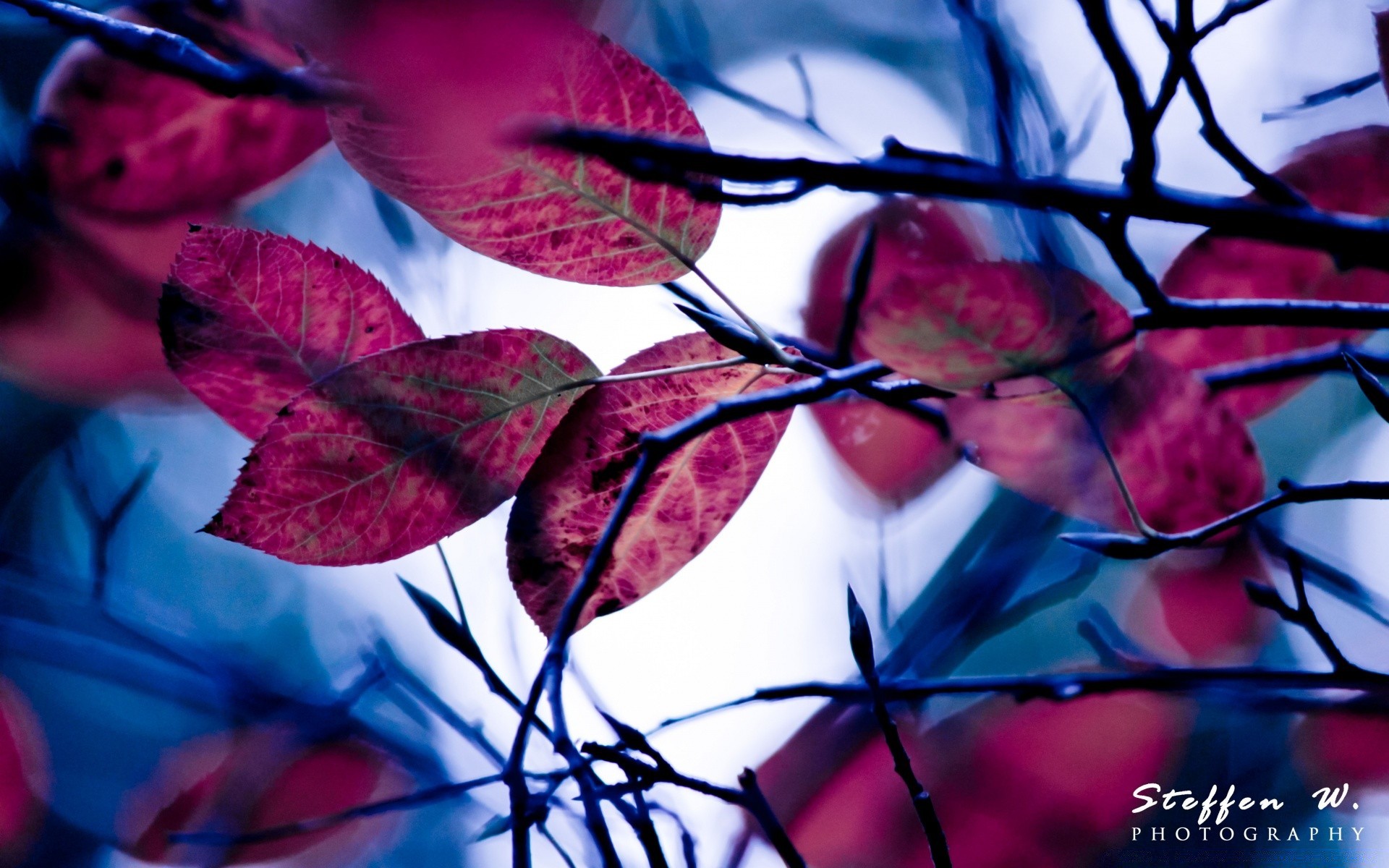 automne feuille nature à l extérieur lumineux automne flou flore résumé