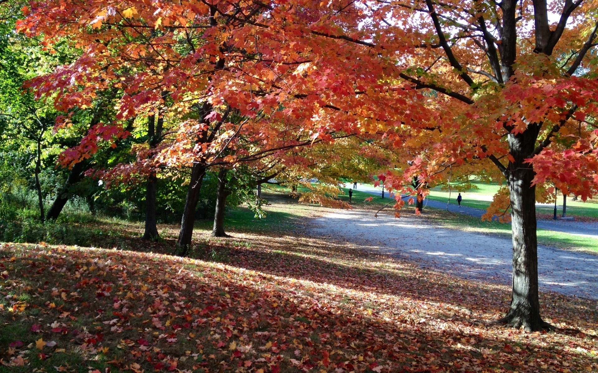 autunno autunno albero foglia acero stagione parco natura paesaggio ramo viale all aperto vicolo sentiero guida scenico bel tempo paesaggio legno sole