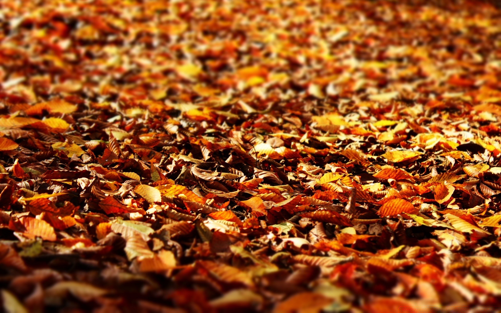 otoño otoño escritorio hoja oro naturaleza temporada textura comida seco al aire libre color