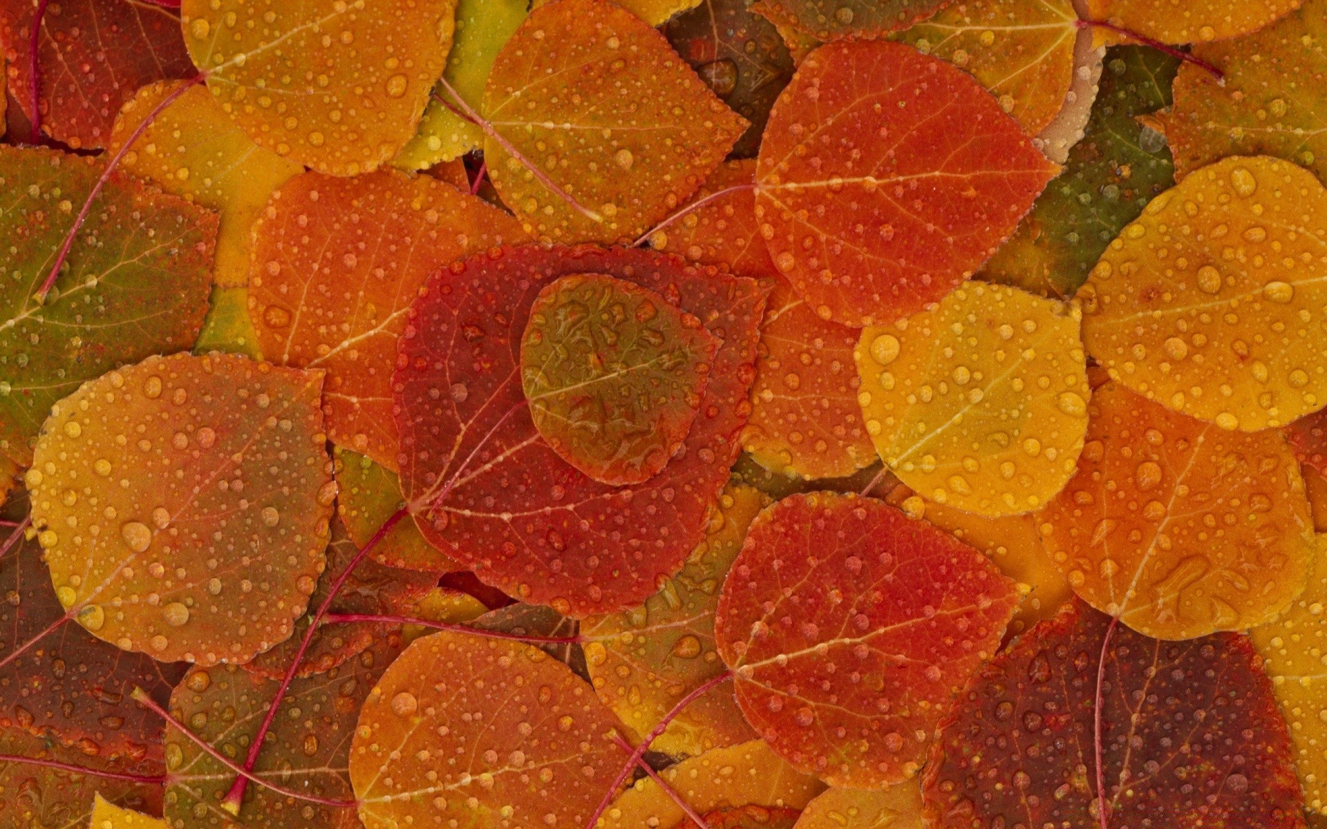 herbst blatt textur herbst desktop farbe muster natur flora ahorn hell schließen baum saison