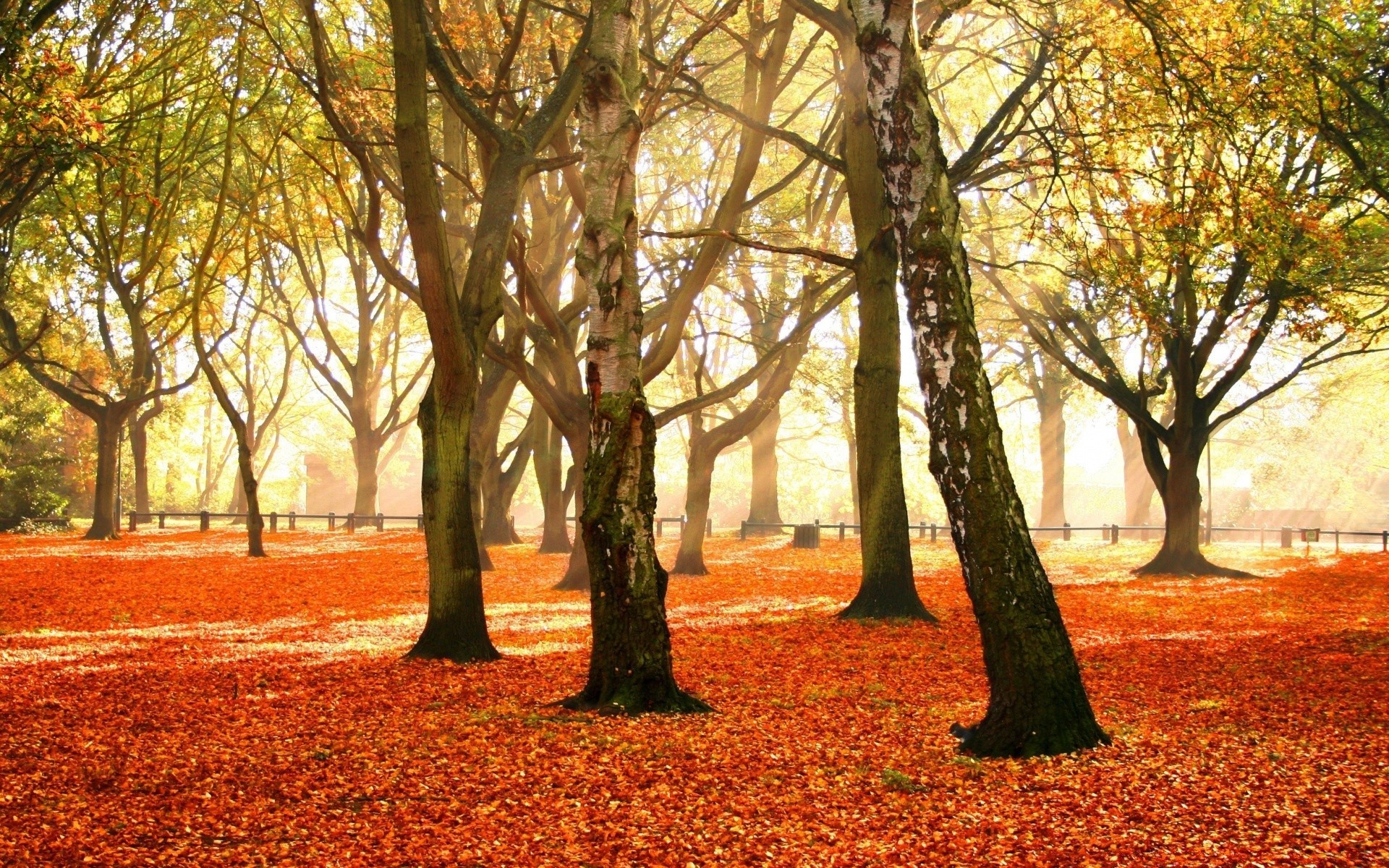 automne automne arbre feuille bois parc saison érable nature paysage guide scénique branche sentier ruelle or paysage scène beau temps environnement promenade