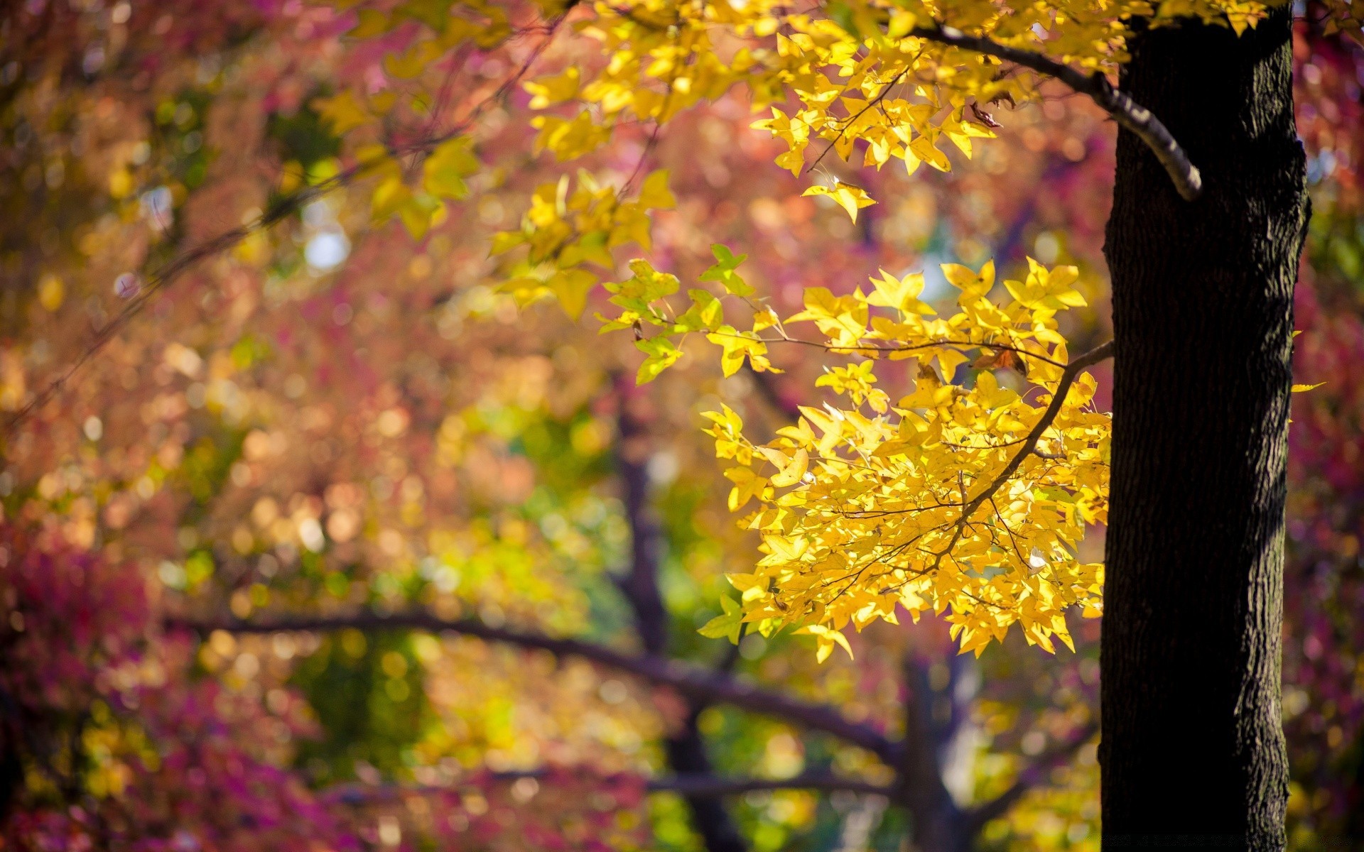 autunno albero autunno foglia natura stagione parco ramo colore acero paesaggio flora fiore legno giardino esterno luminoso bel tempo ambiente crescita