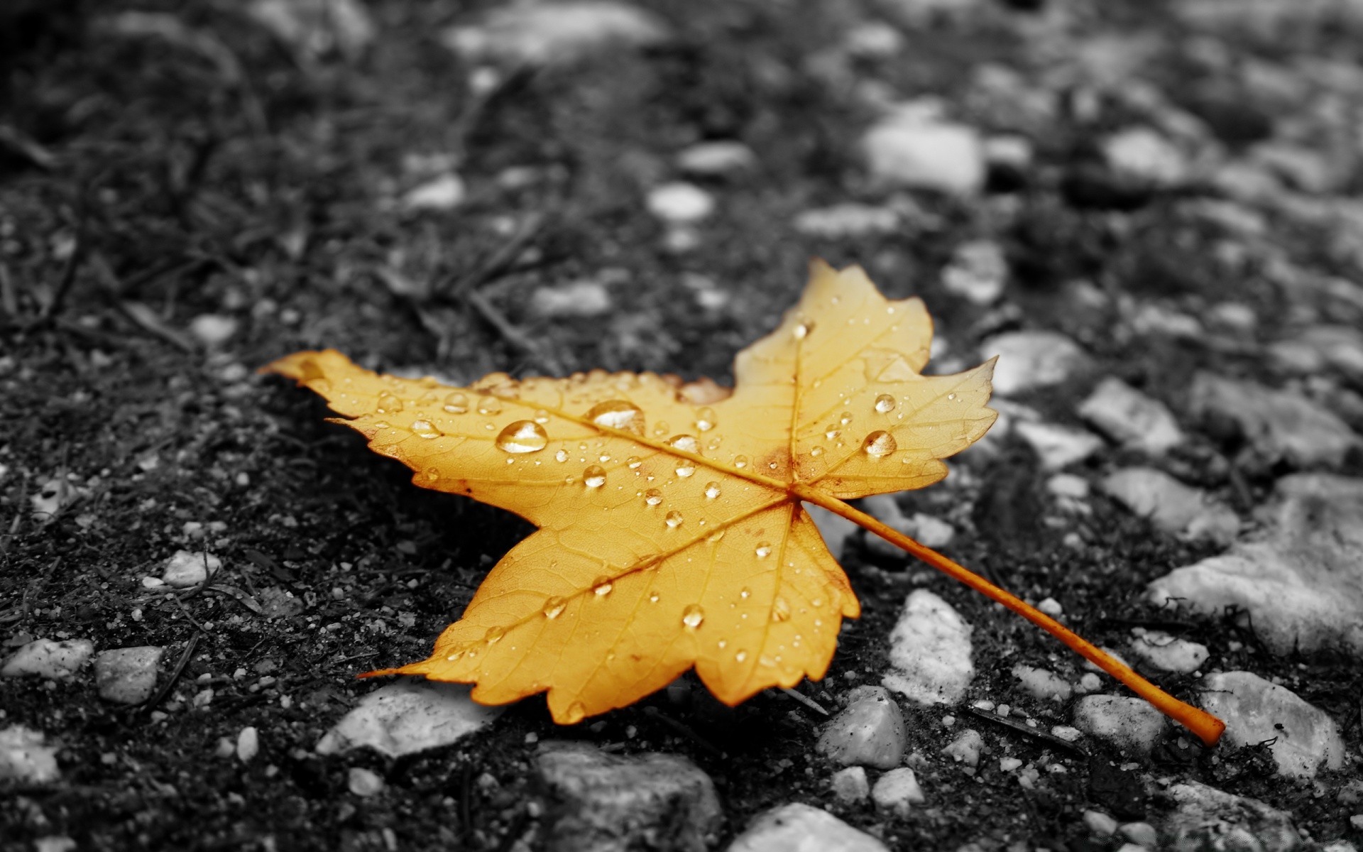 autunno foglia natura autunno all aperto bagnato terra pioggia flora acqua