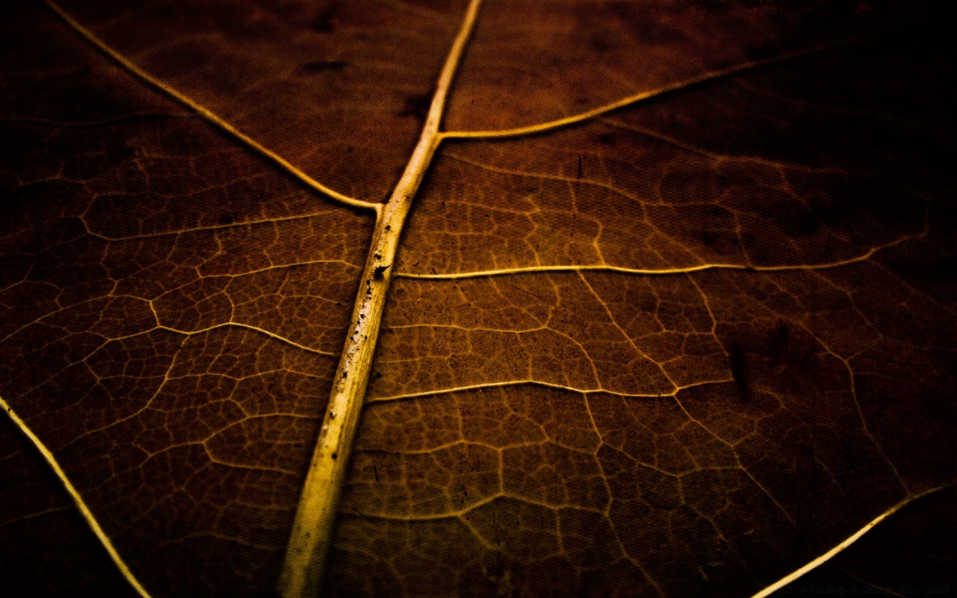 outono textura área de trabalho abstrato escuro padrão natureza cor arte design close-up luz fundo