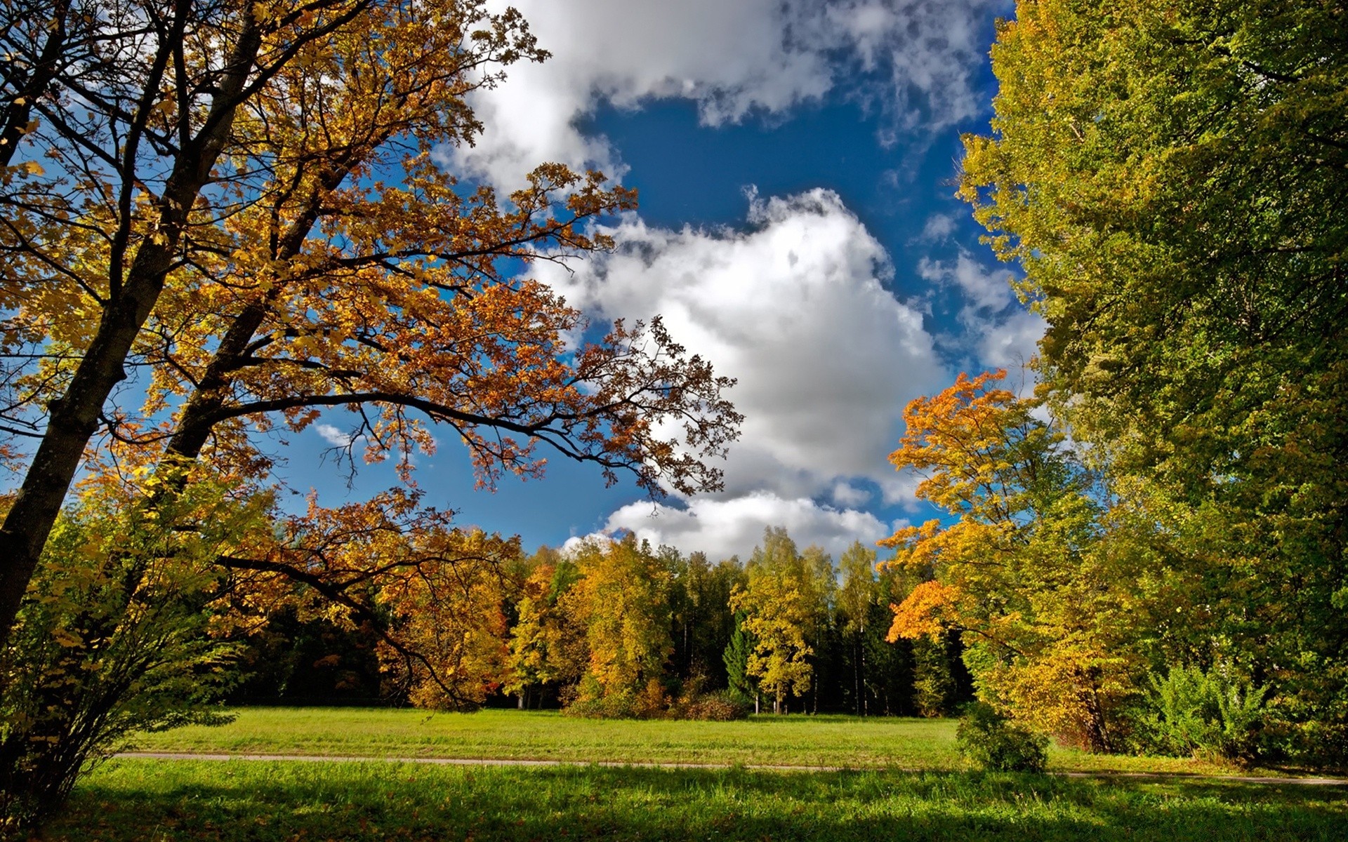 herbst baum herbst landschaft landschaftlich natur holz blatt im freien park gutes wetter landschaft saison ländliche hell landschaft tageslicht szene gras sonne