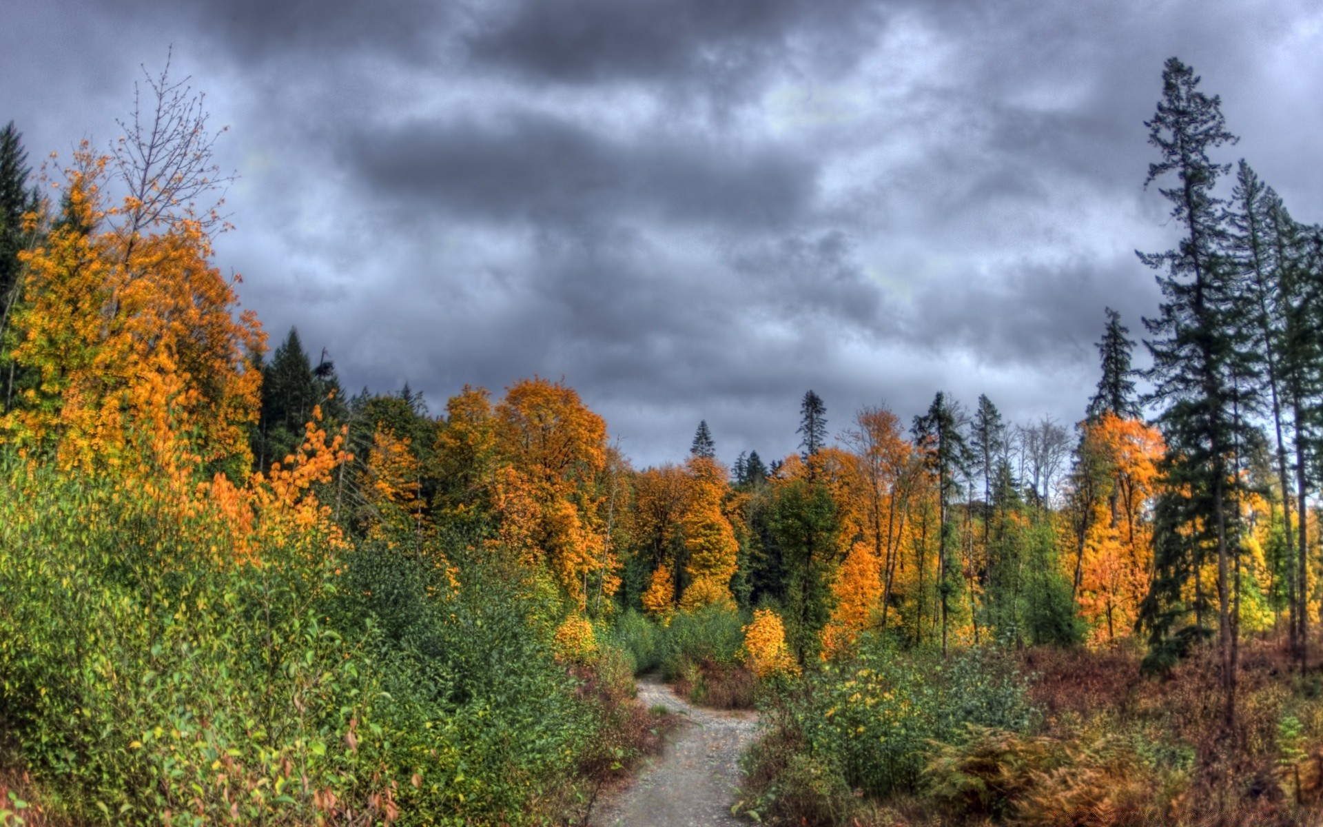 autunno autunno albero legno foglia paesaggio natura all aperto scenico stagione campagna parco rurale bel tempo