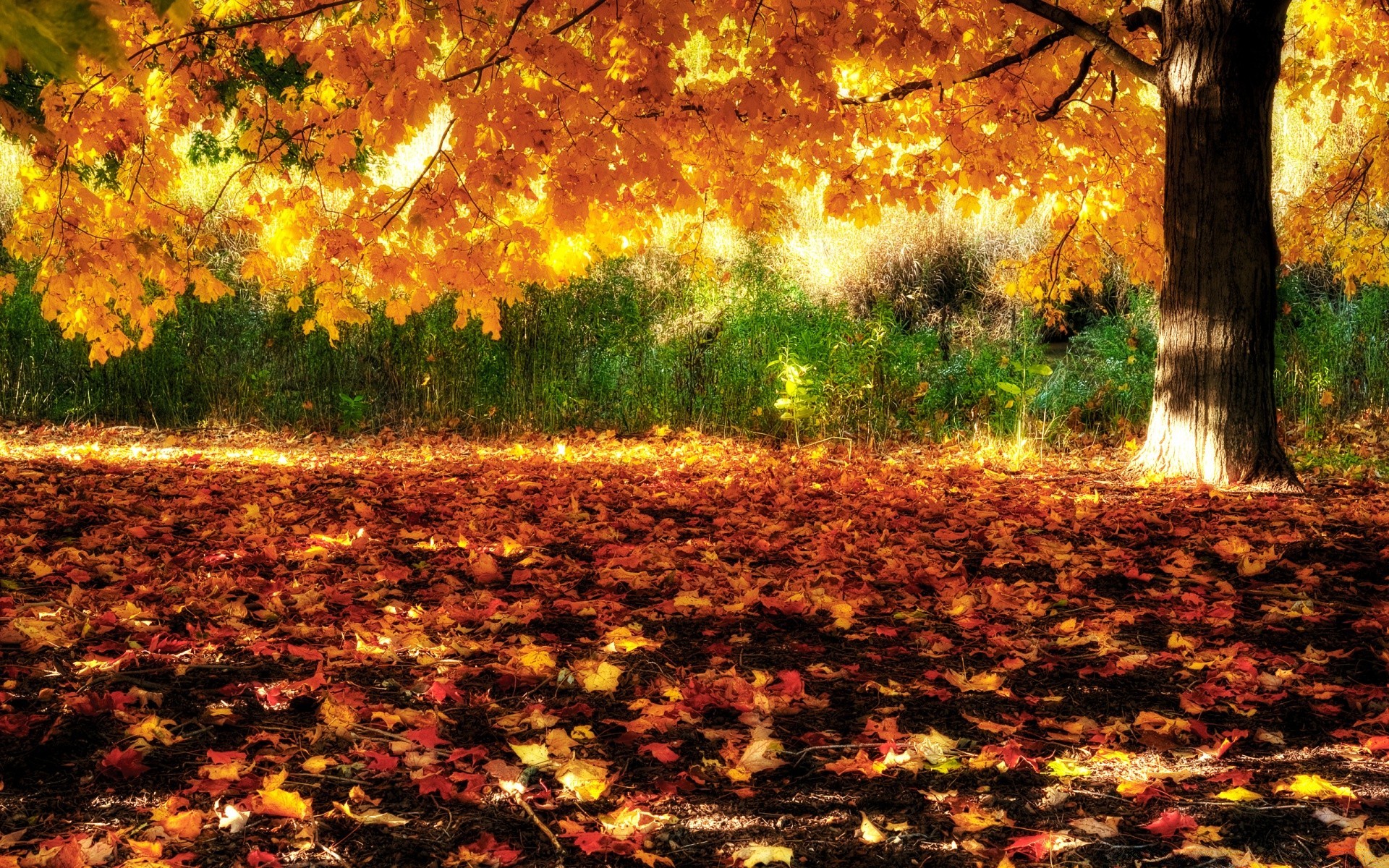 autumn fall tree leaf season nature landscape outdoors wood sun park dawn gold fair weather