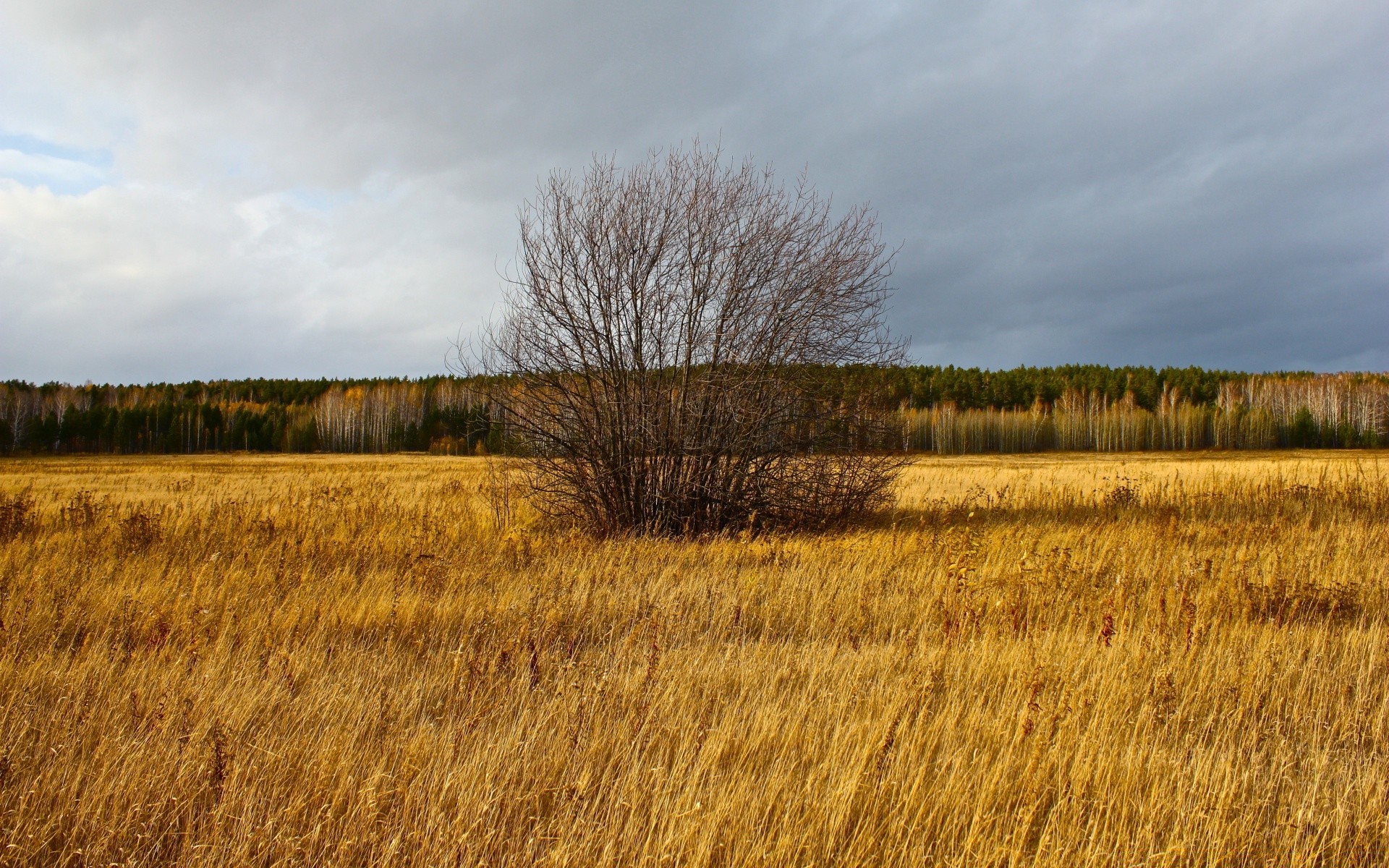 automne paysage nature arbre automne champ agriculture rural bois extérieur ferme campagne ciel environnement pays saison